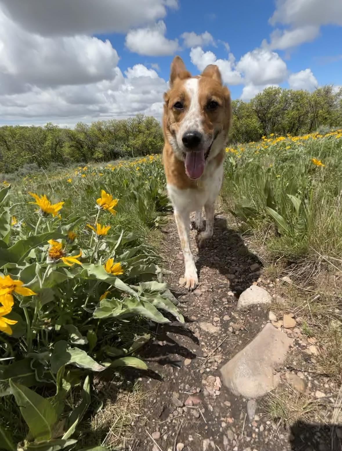 Enlarge Pocus, a Adopted Australian Cattle Dog / Blue Heeler in Salt Lake City, UT image 3/3