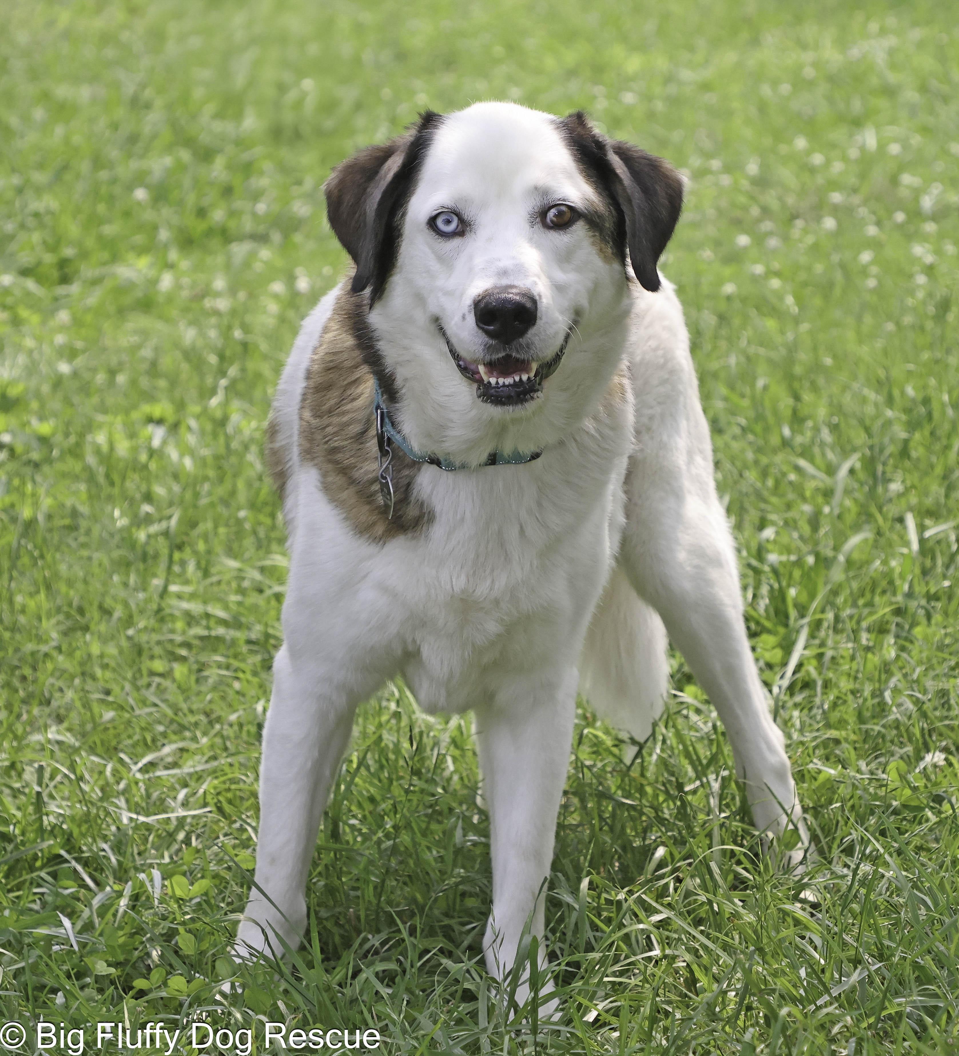 Enlarge Bryant, a Adoptable mixed breed in Nashville, TN image 1/3