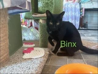 Binx, Adoptable, Kitten Male Domestic Short Hair.
