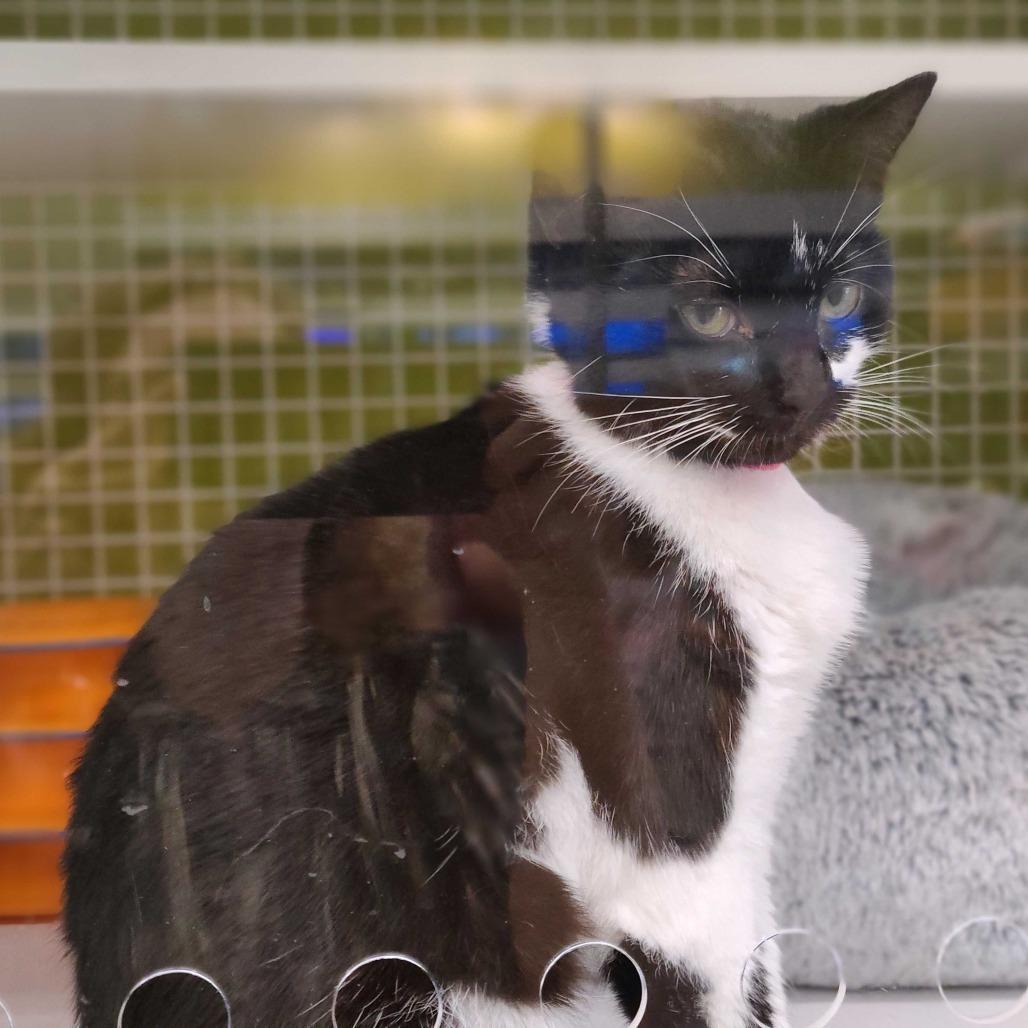 Nimbus, Adoptable, Young Female Domestic Short Hair.