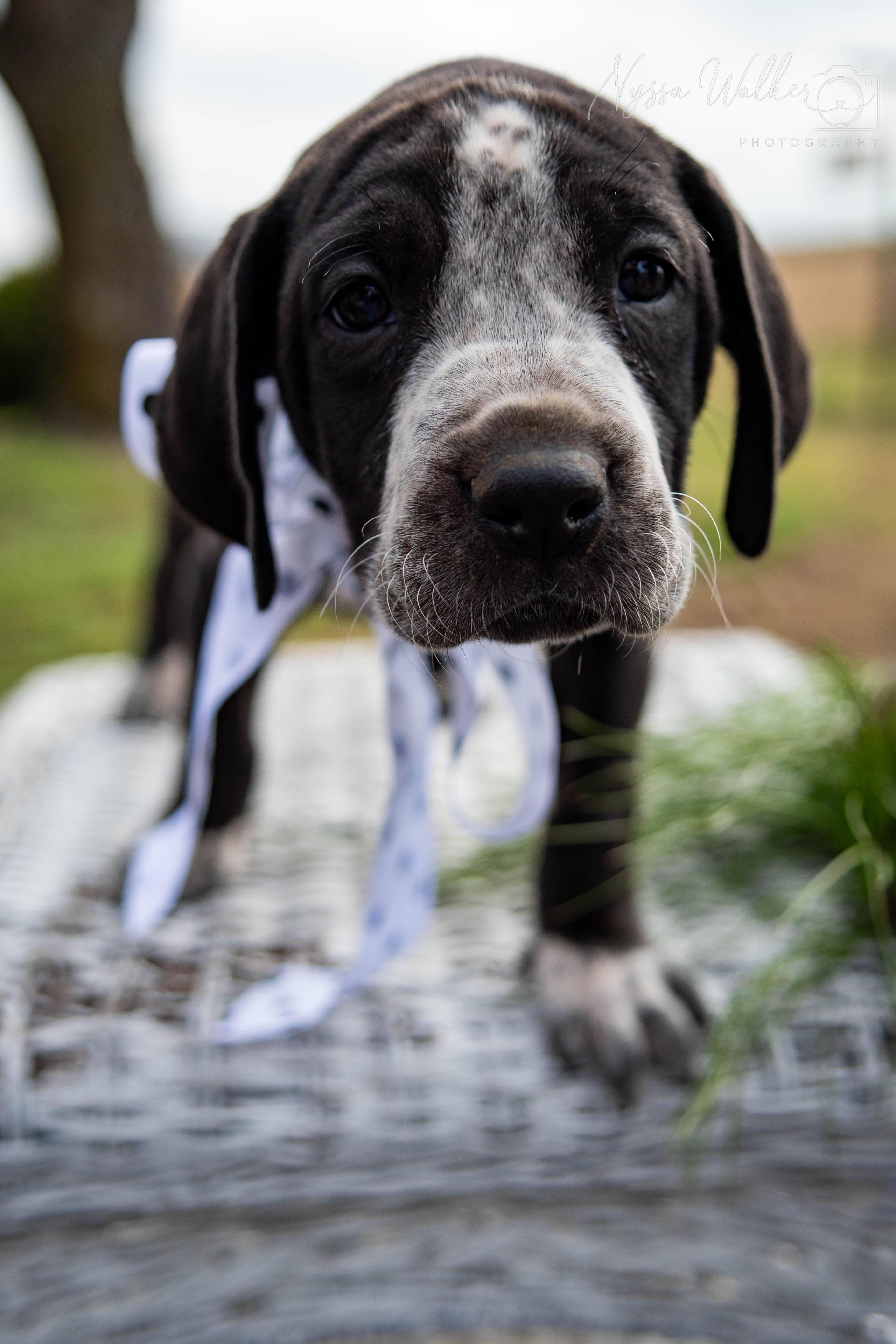 Enlarge Cypress (Female), a Adoptable English Coonhound in TULSA, OK image 4/6
