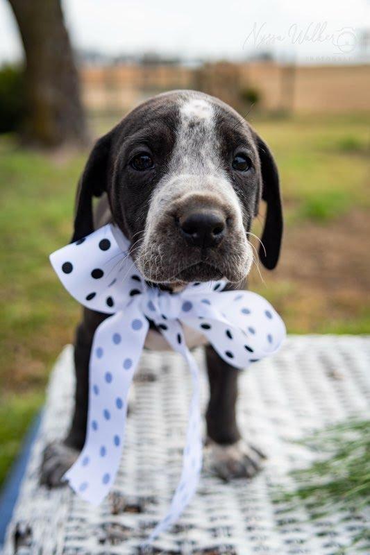 Enlarge Cypress (Female), a Adoptable English Coonhound in TULSA, OK image 3/6