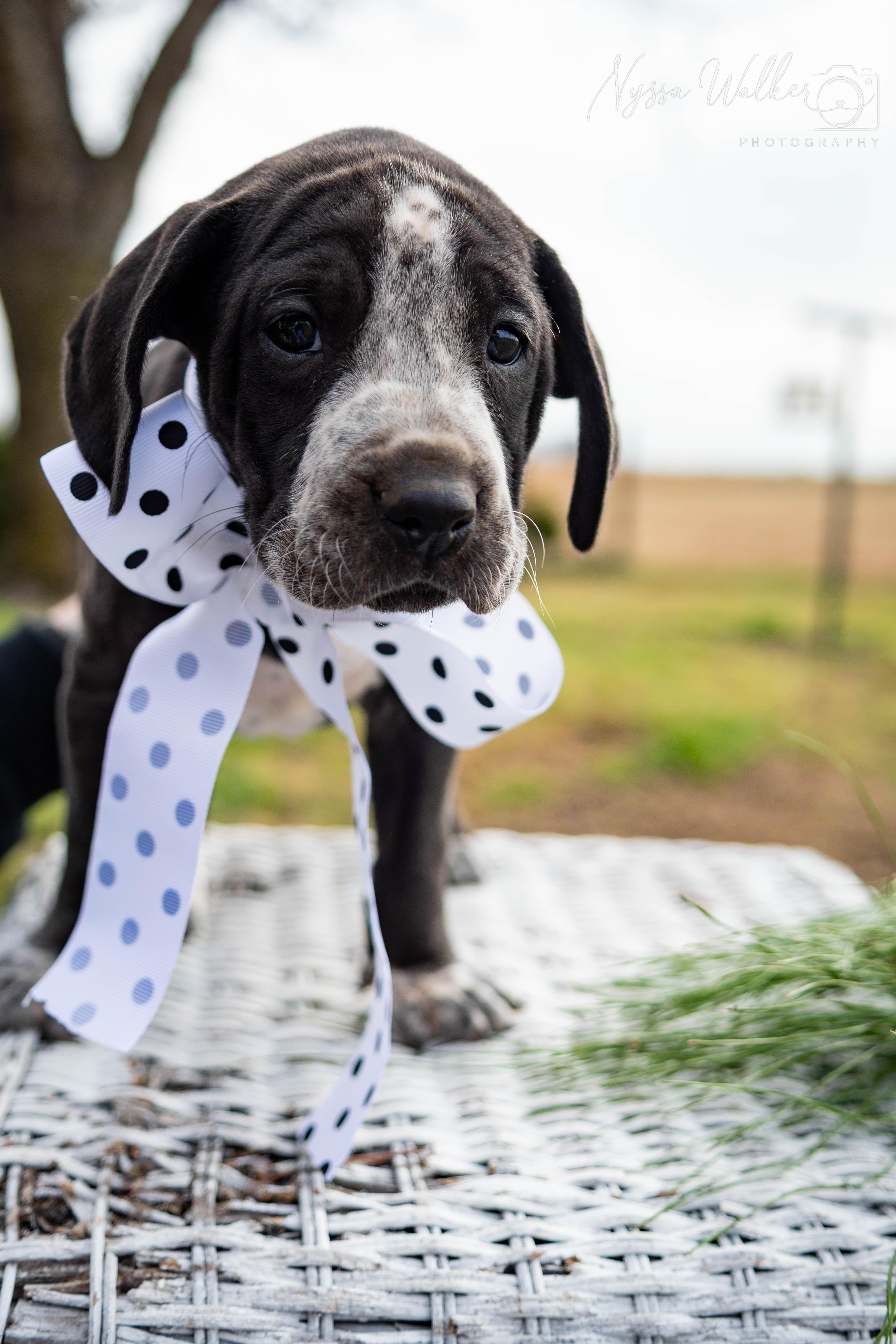 Enlarge Cypress (Female), a Adoptable English Coonhound in TULSA, OK image 2/6
