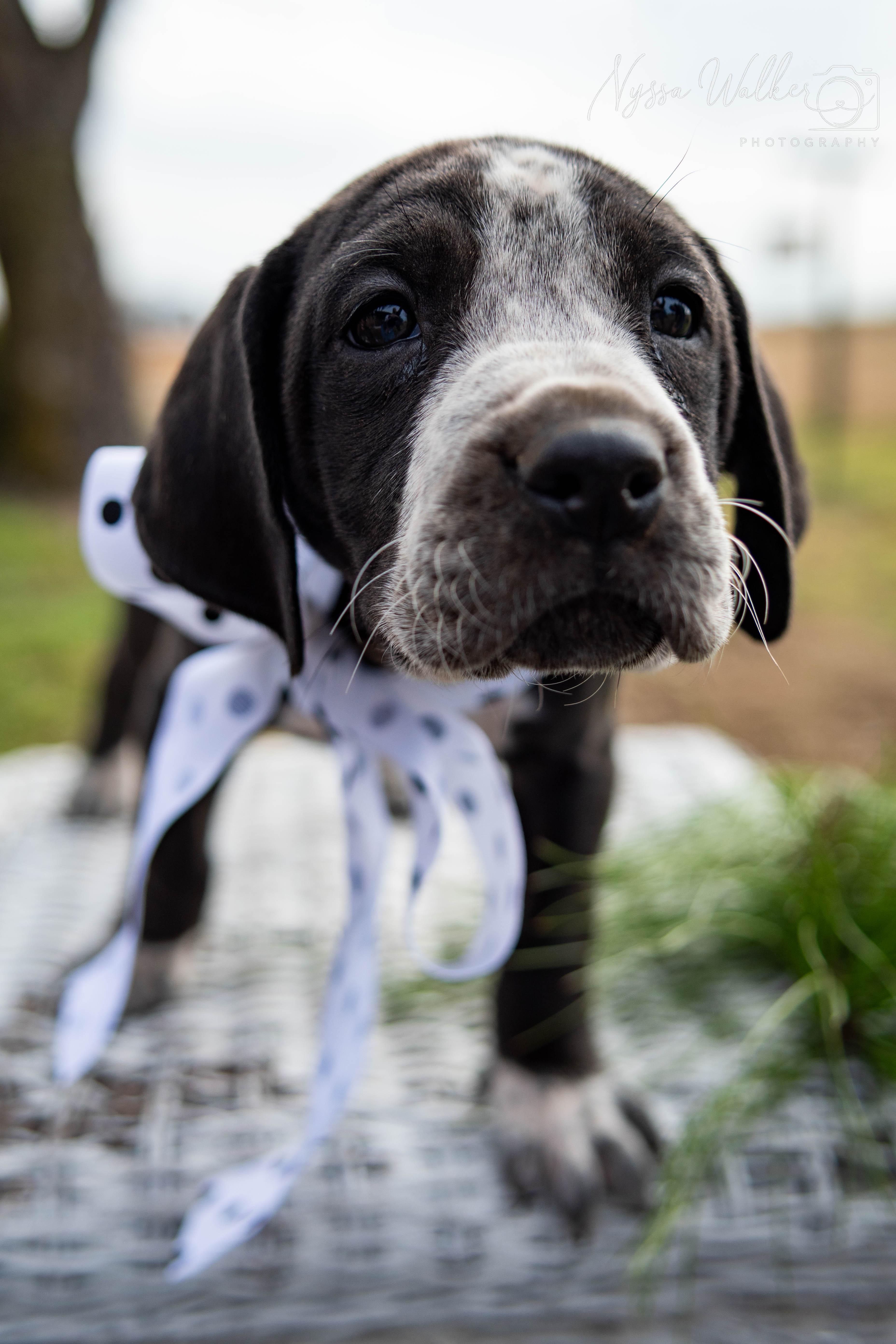 Cypress (Female), Adoptable, Puppy Female English Coonhound.