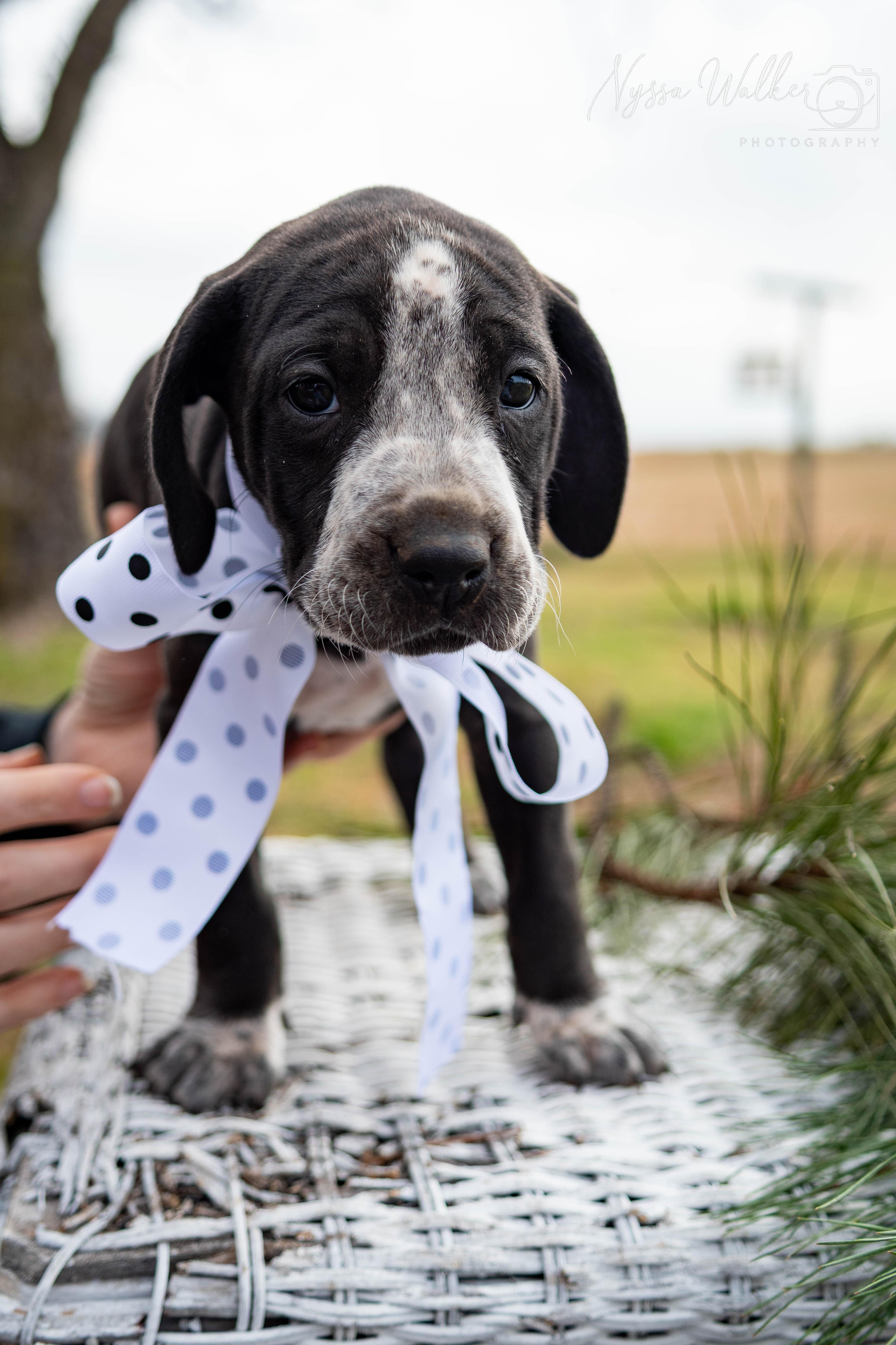Enlarge Cypress (Female), a Adoptable English Coonhound in TULSA, OK image 6/6