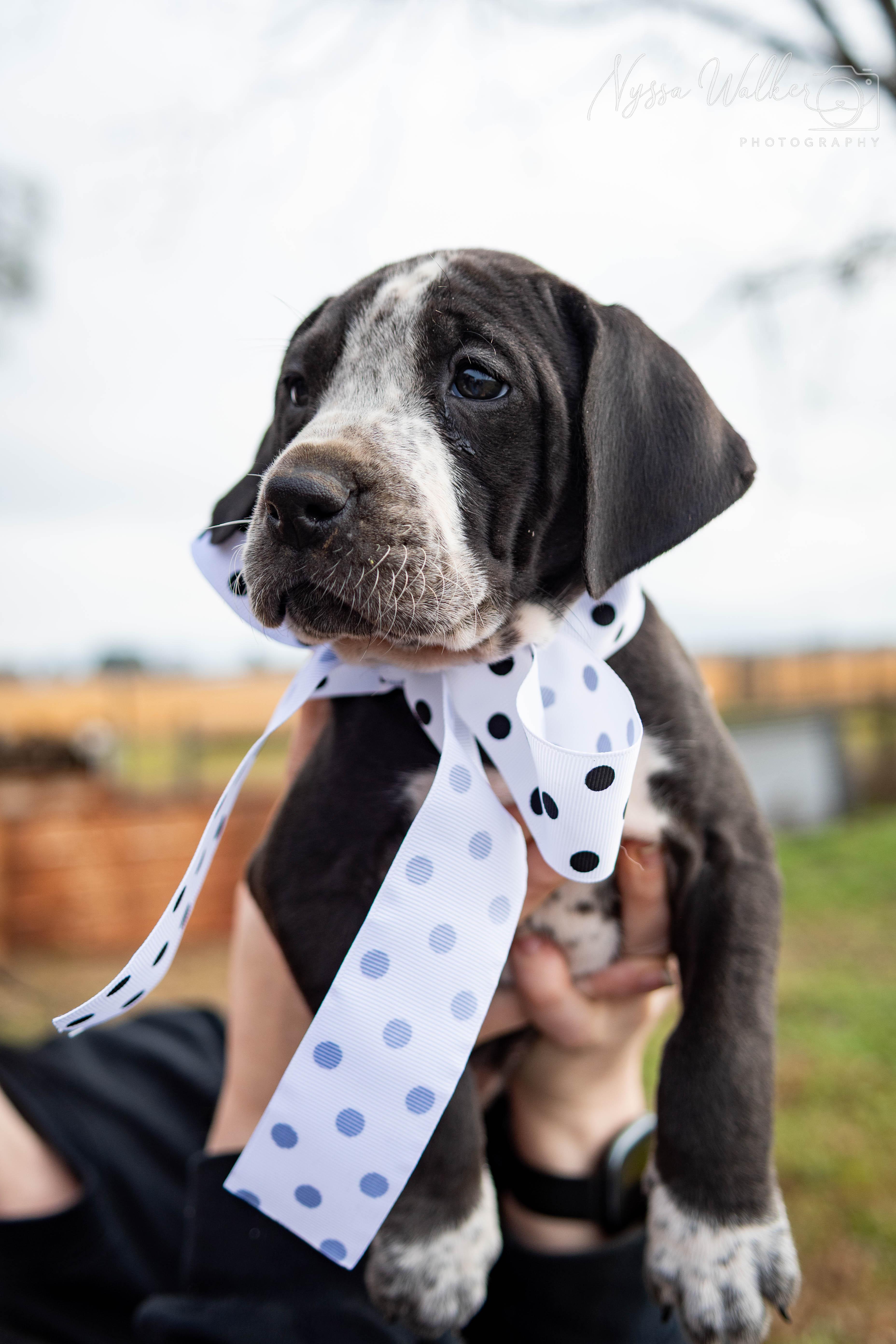 Enlarge Cypress (Female), a Adoptable English Coonhound in TULSA, OK image 5/6