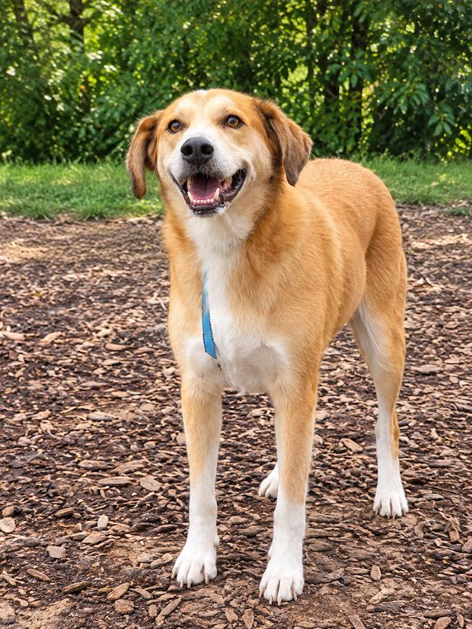 Enlarge Bandit, a Adoptable mixed breed in Ringwood, NJ image 1/6
