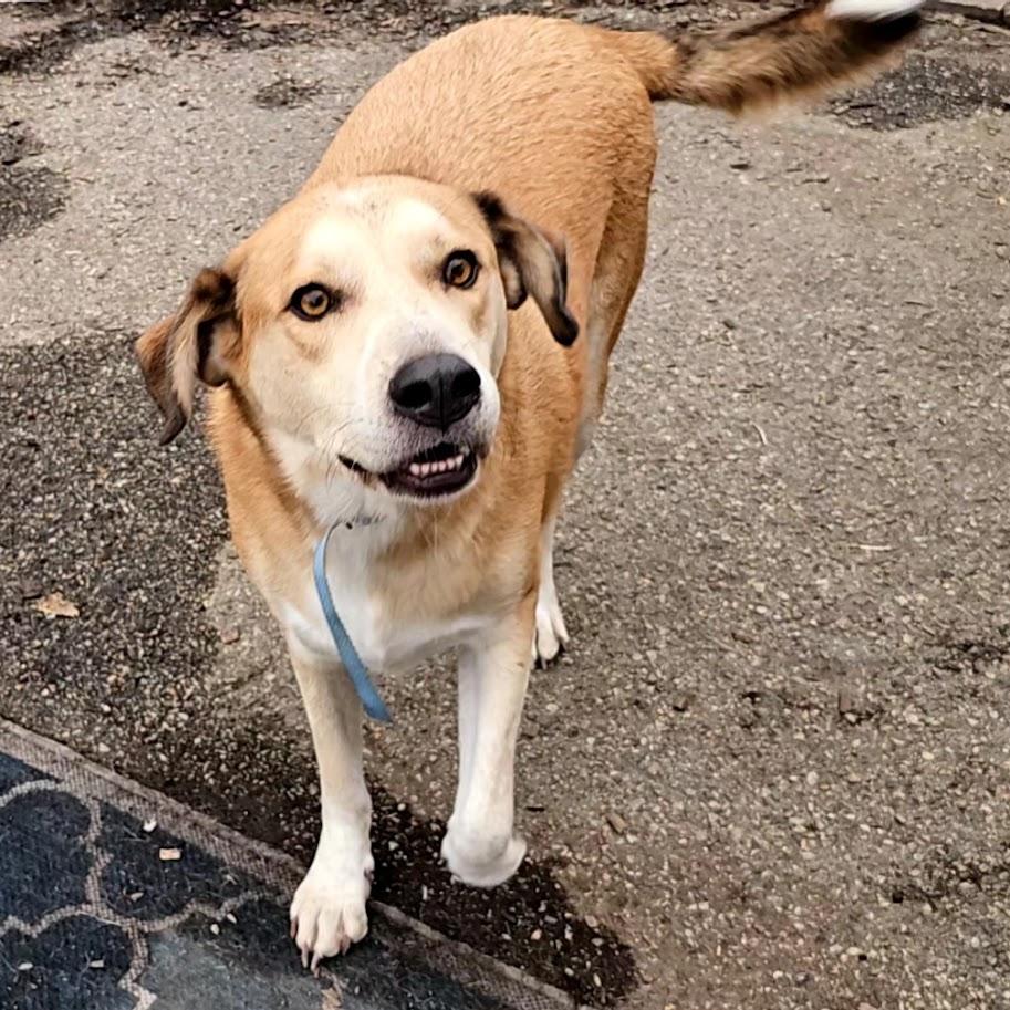 Enlarge Bandit, a Adoptable mixed breed in Ringwood, NJ image 2/6