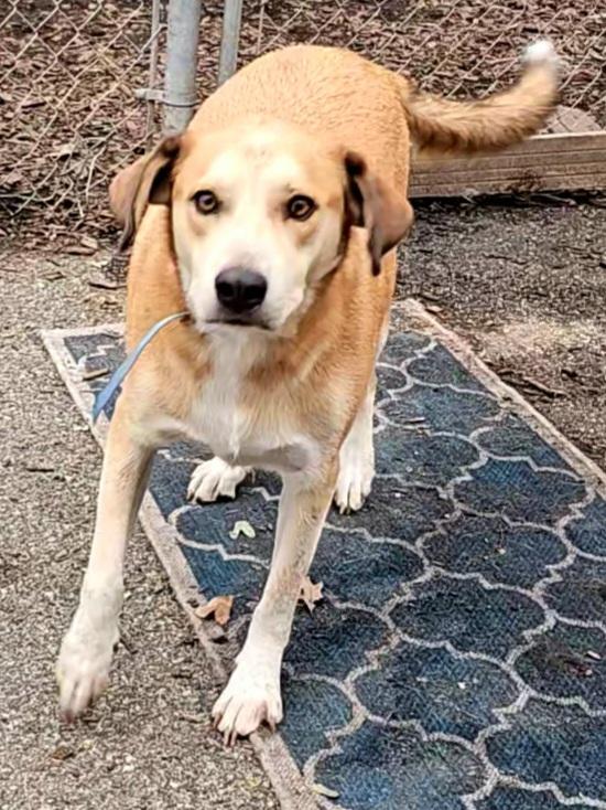 Enlarge Bandit, a Adoptable mixed breed in Ringwood, NJ image 5/6