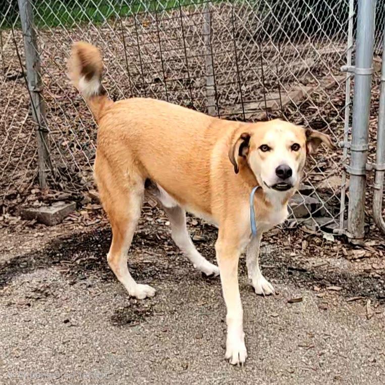 Enlarge Bandit, a Adoptable mixed breed in Ringwood, NJ image 4/6