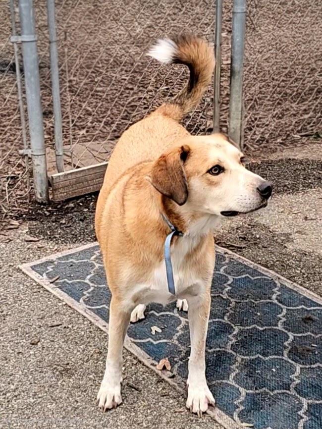Enlarge Bandit, a Adoptable mixed breed in Ringwood, NJ image 6/6