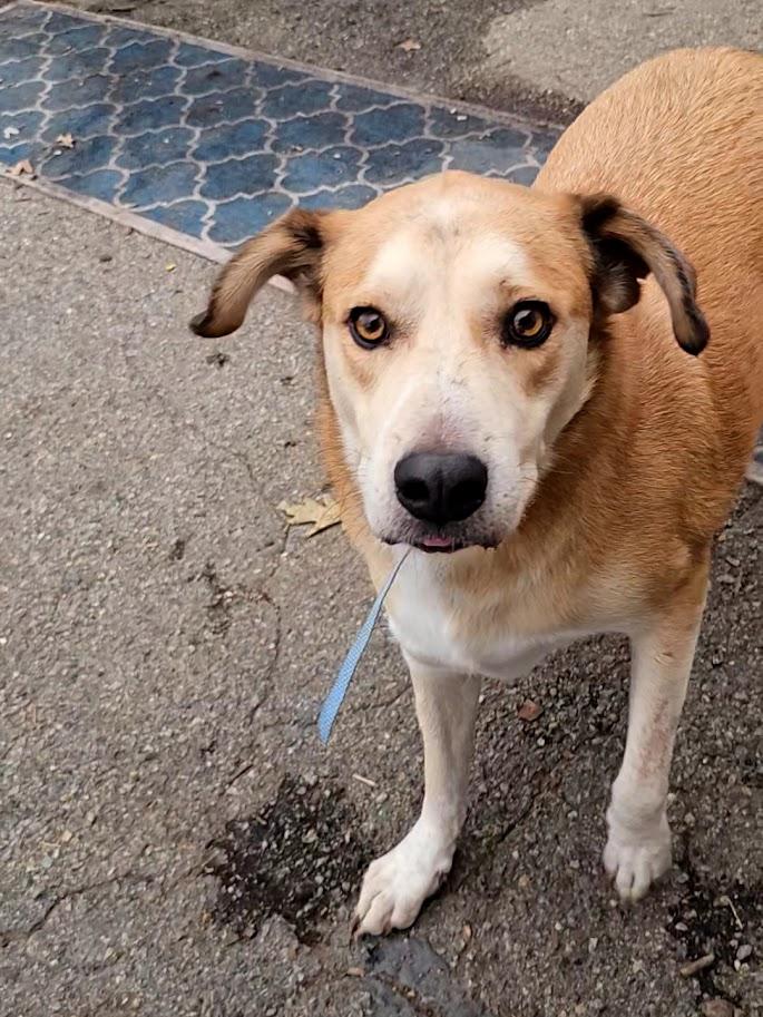 Enlarge Bandit, a Adoptable mixed breed in Ringwood, NJ image 3/6