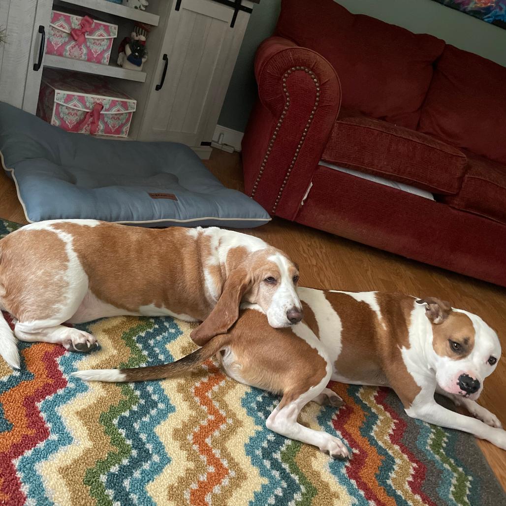 Enlarge Archie, a Adoptable American Bulldog in Bristol, IN image 1/2