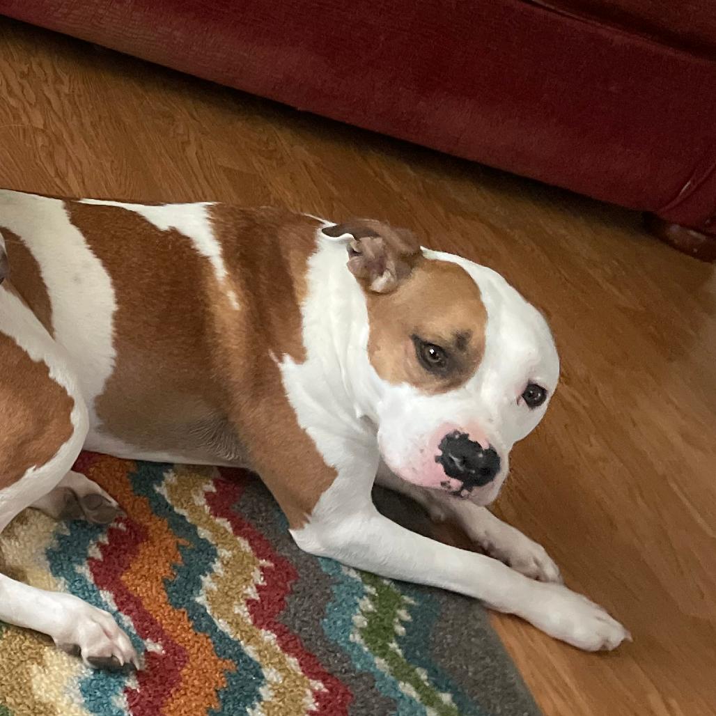 Enlarge Archie, a Adoptable American Bulldog in Bristol, IN image 2/2