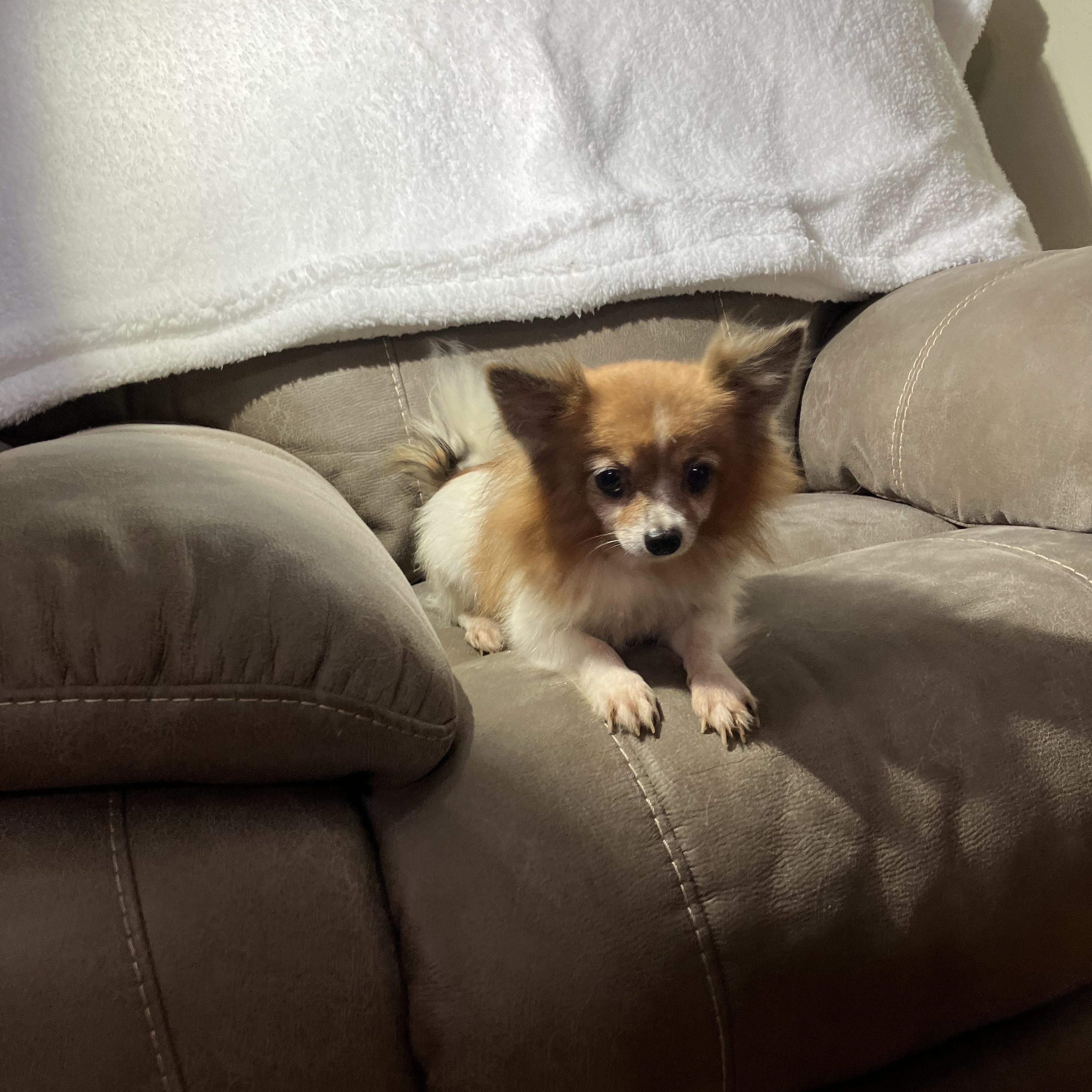 Maple: Lovely spirit!, a ADOPTABLE Pomeranian in Franklin, TN image 1/2