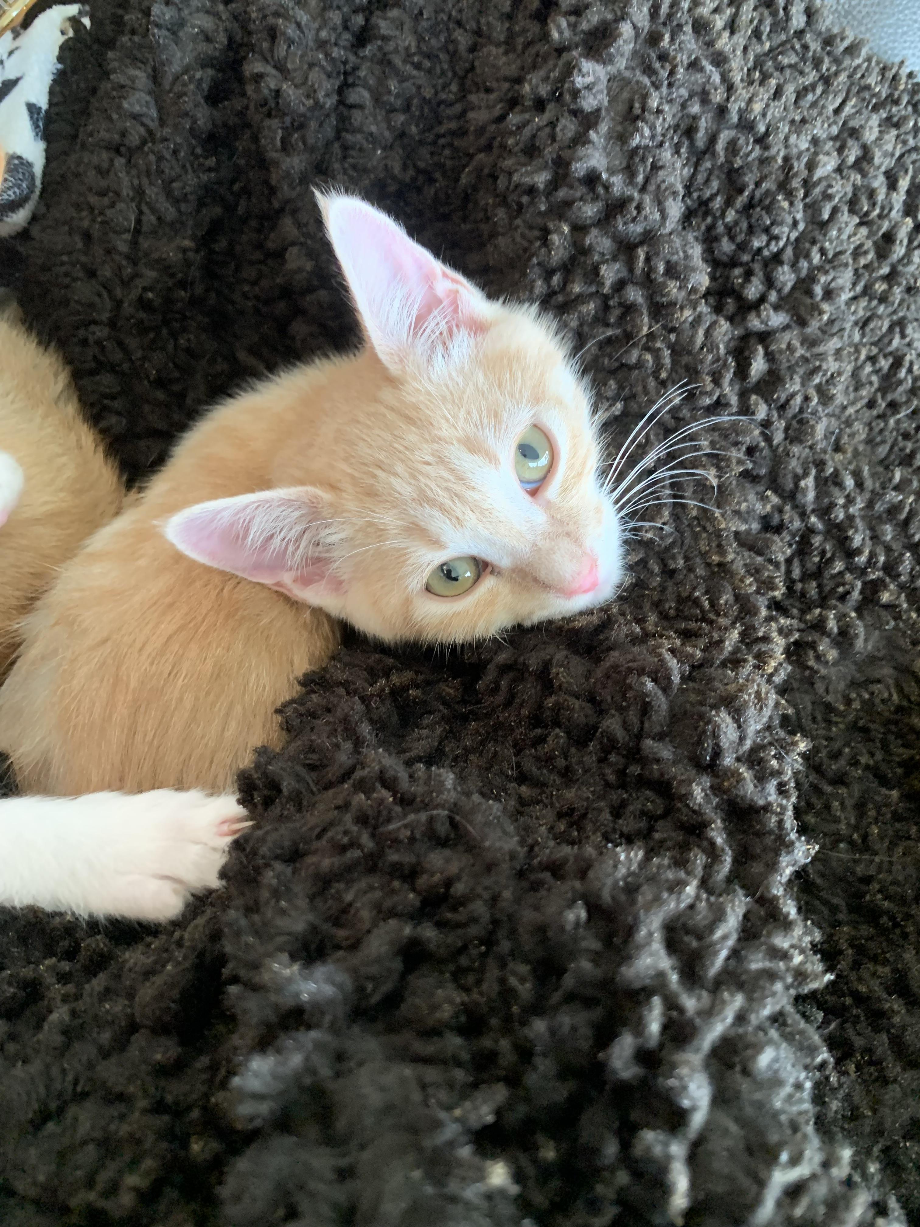 Enlarge Minka, a ADOPTABLE mixed breed in Laguna Beach, CA image 1/2