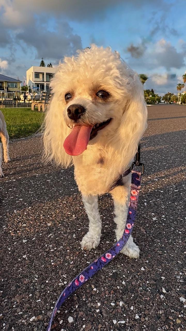 Snowball / Redington Beach, a Adoptable mixed breed in Redington Beach, FL image 1/6