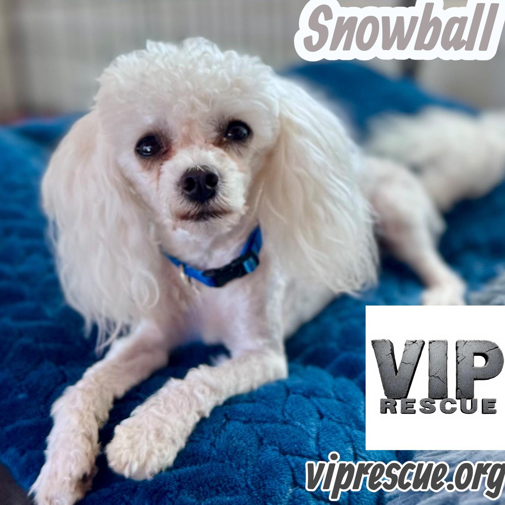 Snowball / Redington Beach, a Adoptable mixed breed in Redington Beach, FL image 2/6