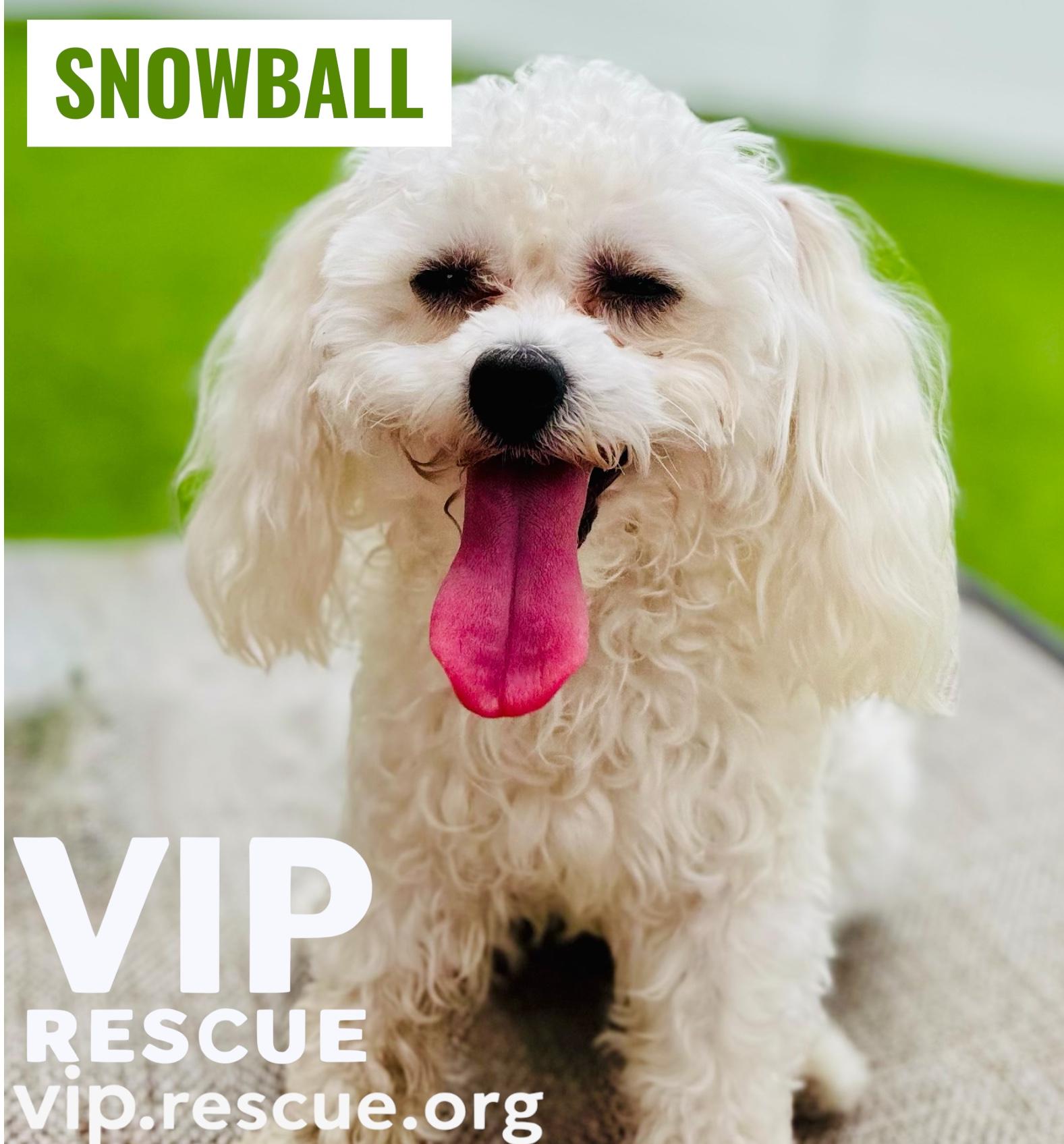 Snowball / Redington Beach, a Adoptable mixed breed in Redington Beach, FL image 4/6