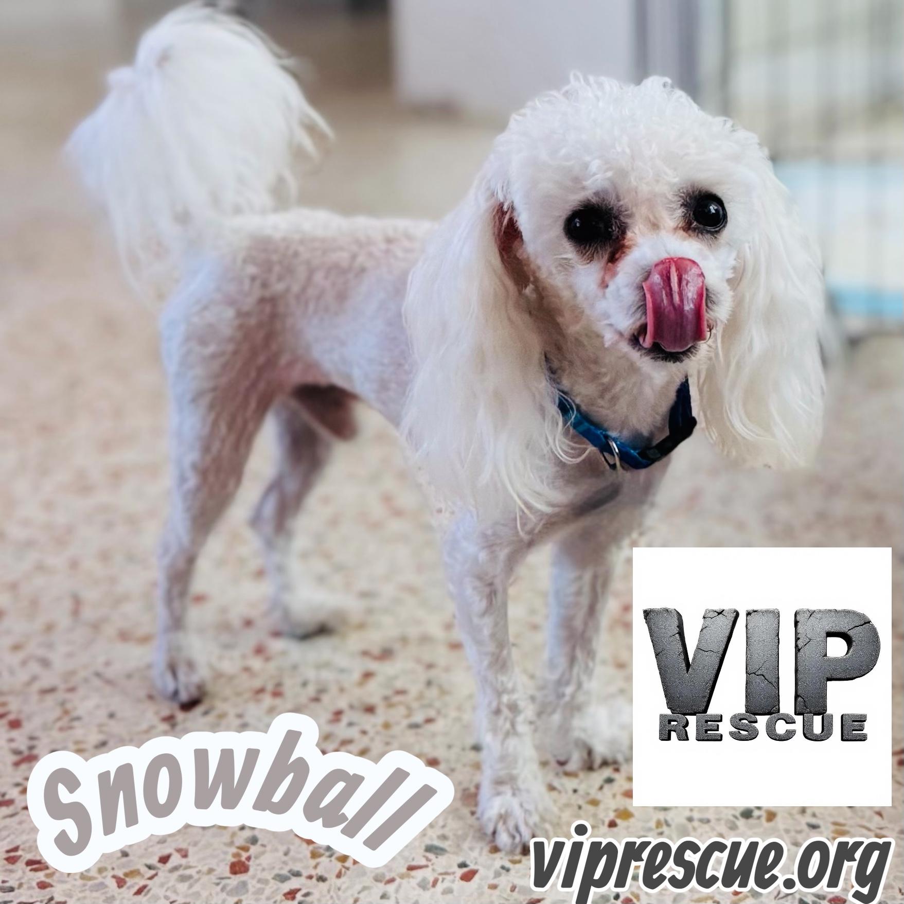 Snowball / Redington Beach, a Adoptable mixed breed in Redington Beach, FL image 3/6