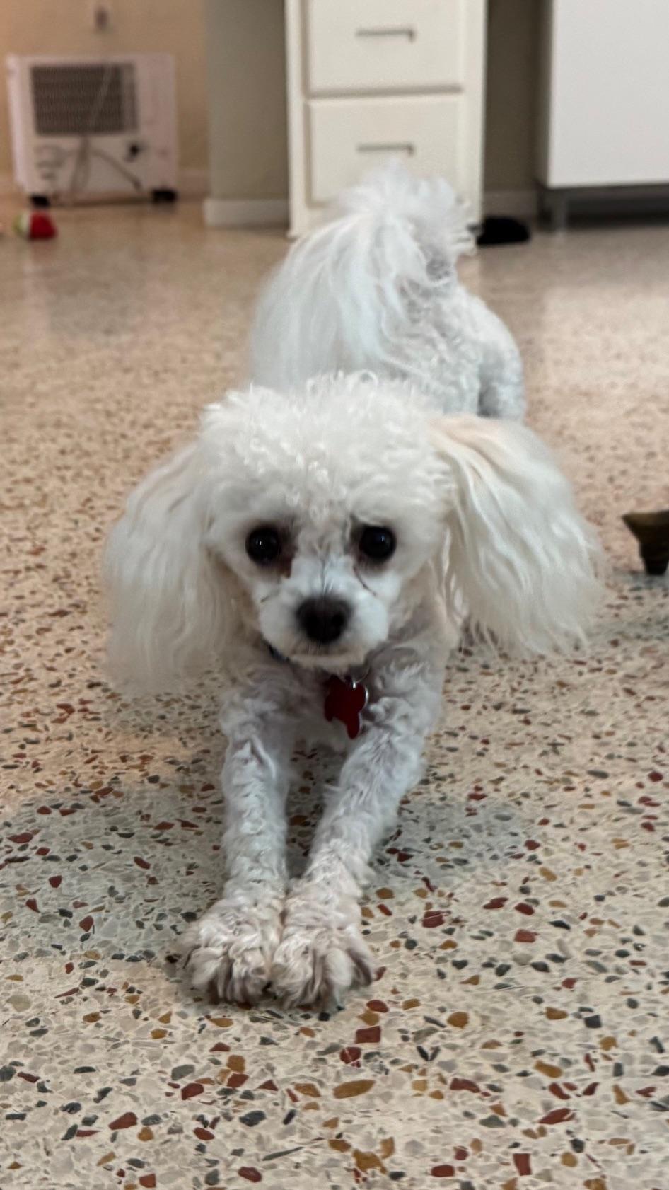 Snowball / Redington Beach, a Adoptable mixed breed in Redington Beach, FL image 6/6