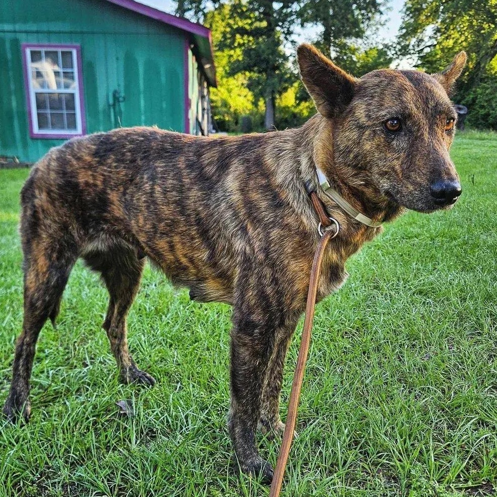 Wren, ADOPTABLE, Adult Female German Shepherd Dog & Mixed Breed.