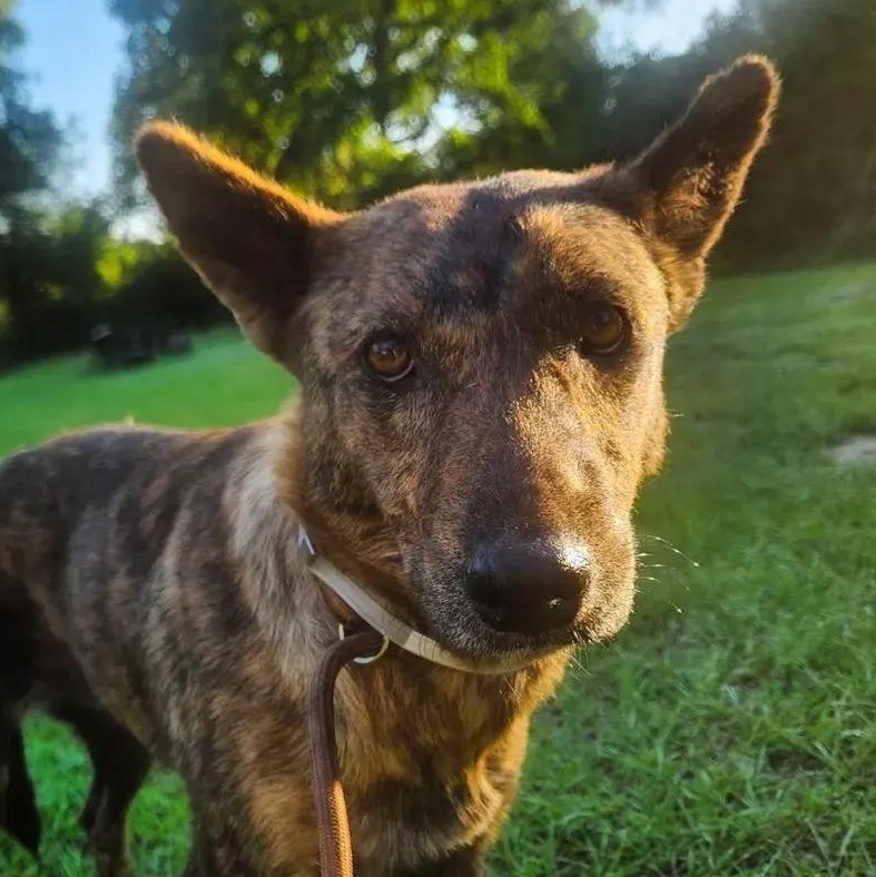 Enlarge Wren, a ADOPTABLE mixed breed in Polk, OH image 2/2