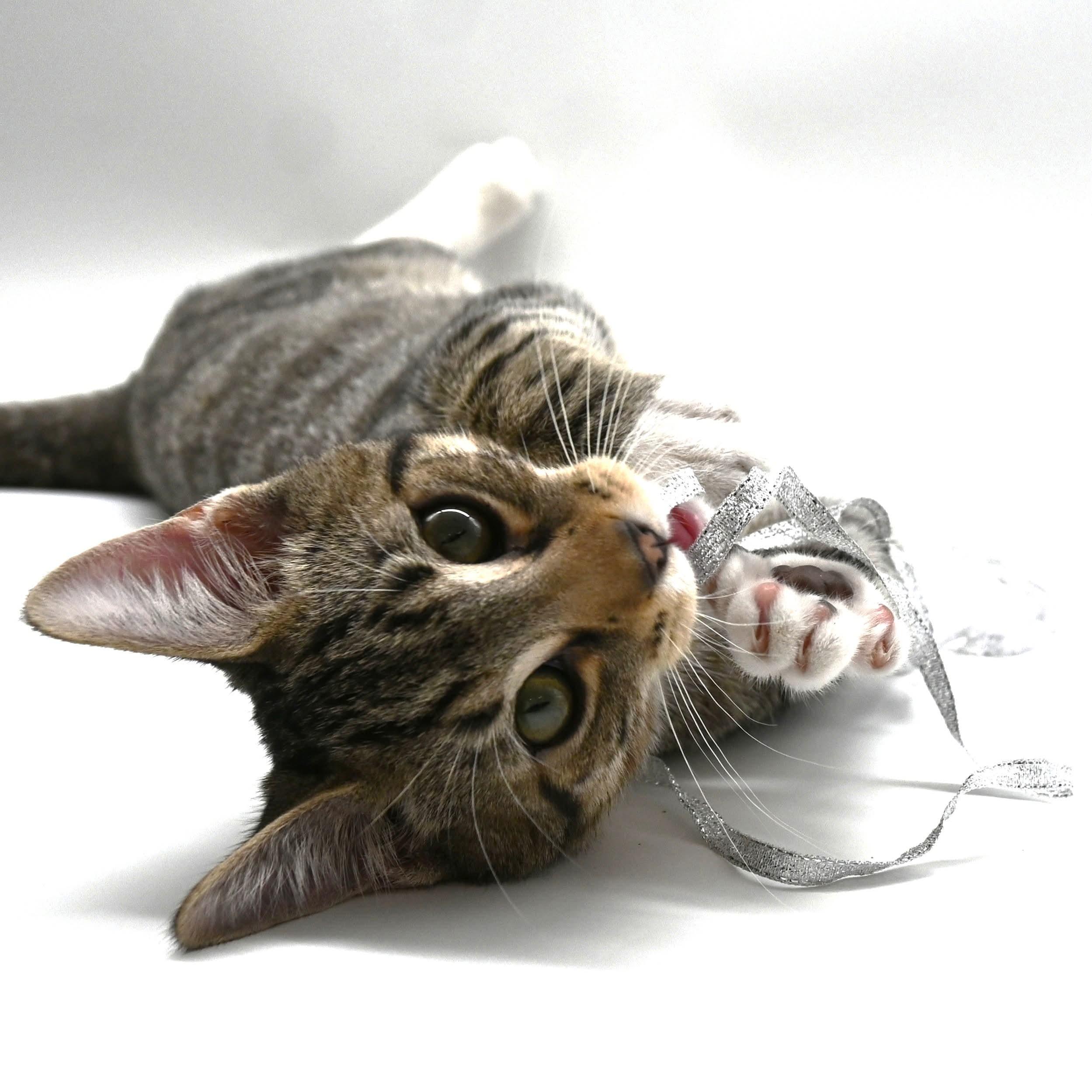 Enlarge Lucas, a Adoptable mixed breed in Farmington, CT image 6/6