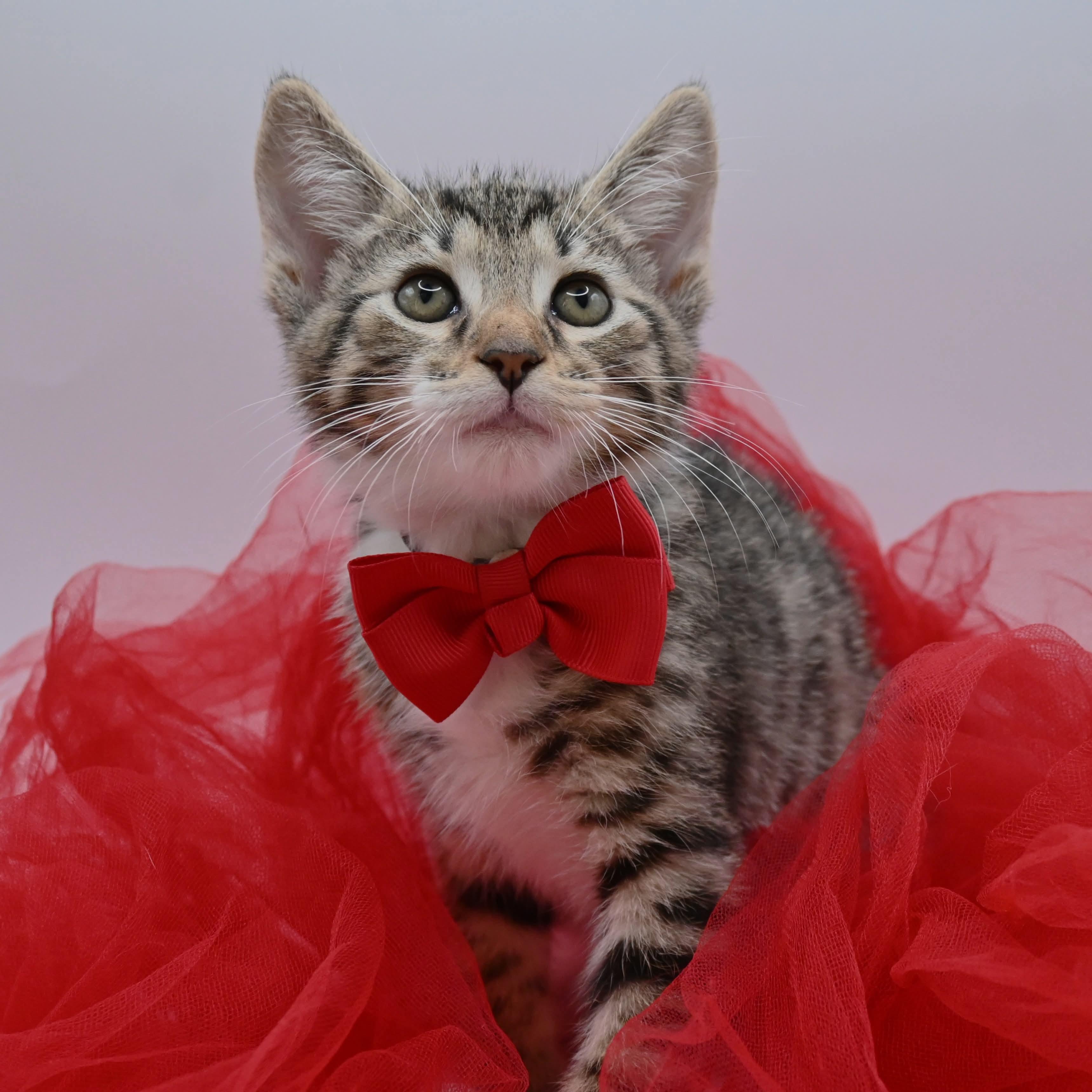 Enlarge Lucas, a Adoptable mixed breed in Farmington, CT image 4/6