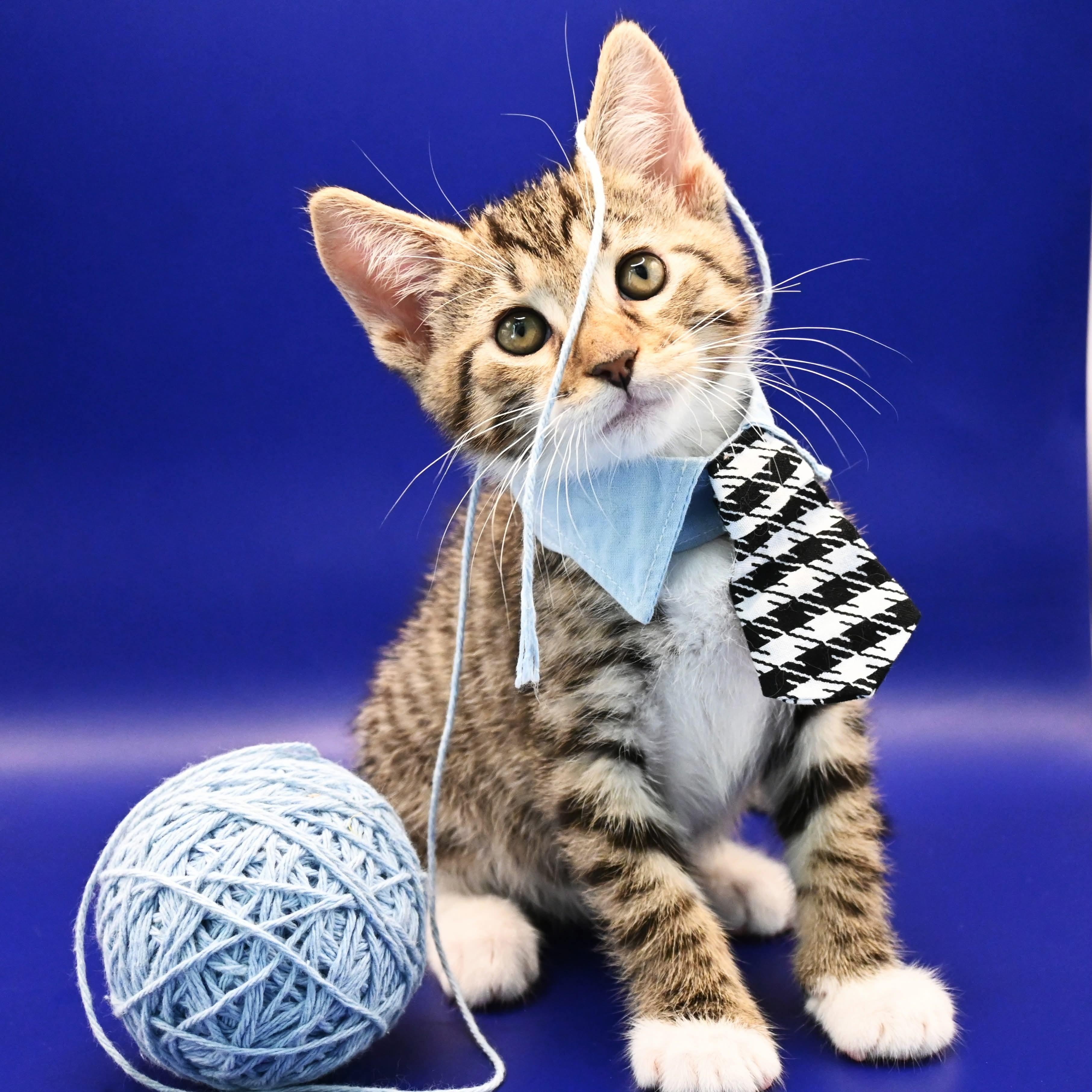 Enlarge Lucas, a Adoptable mixed breed in Farmington, CT image 2/6