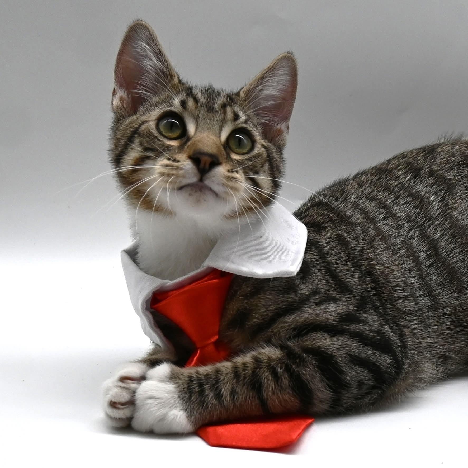 Enlarge Lucas, a Adoptable mixed breed in Farmington, CT image 3/6