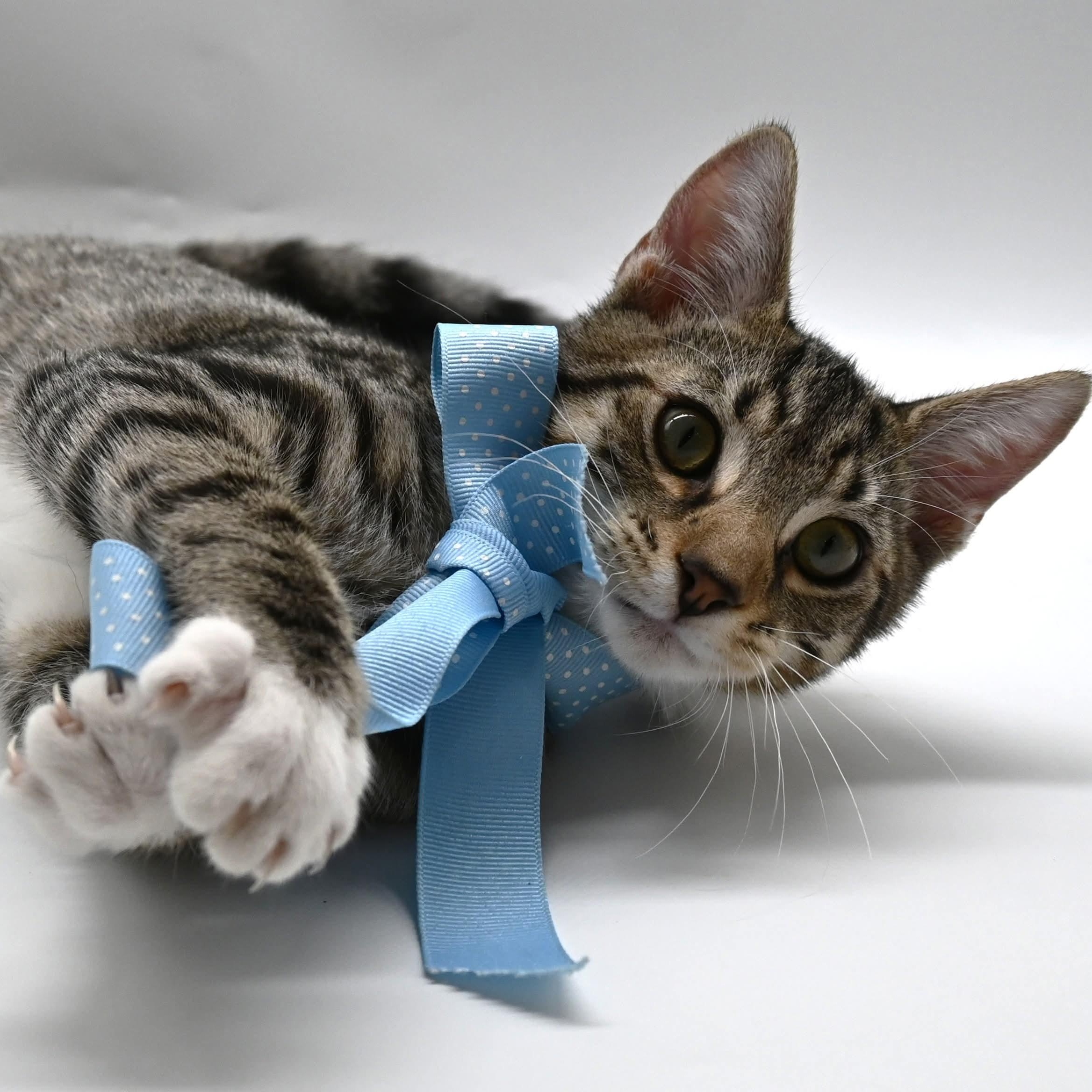 Enlarge Lucas, a Adoptable mixed breed in Farmington, CT image 1/6