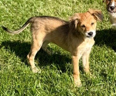 Enlarge **KIWI**, a Adoptable Australian Shepherd in North Prairie, WI image 1/3