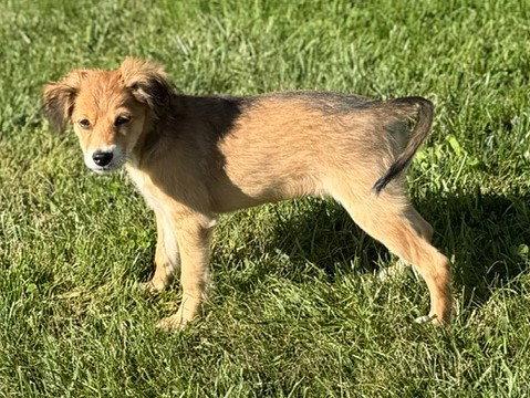 Enlarge **KIWI**, a Adoptable Australian Shepherd in North Prairie, WI image 2/3
