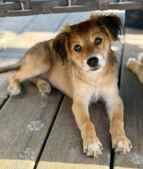 Enlarge **KIWI**, a Adoptable Australian Shepherd in North Prairie, WI image 3/3
