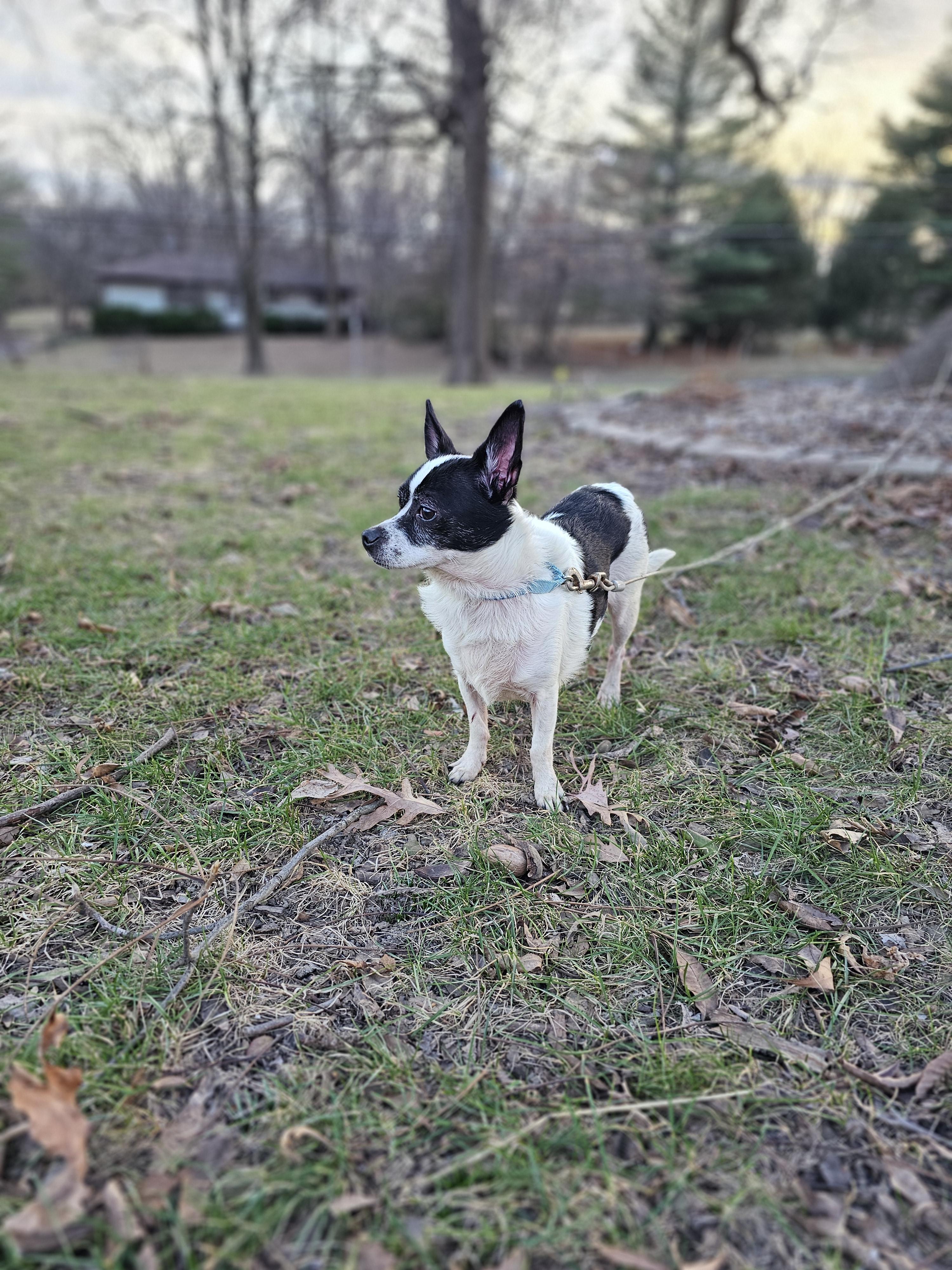 Bentley Springfield , a Adoptable mixed breed in Springfield , IL image 3/5