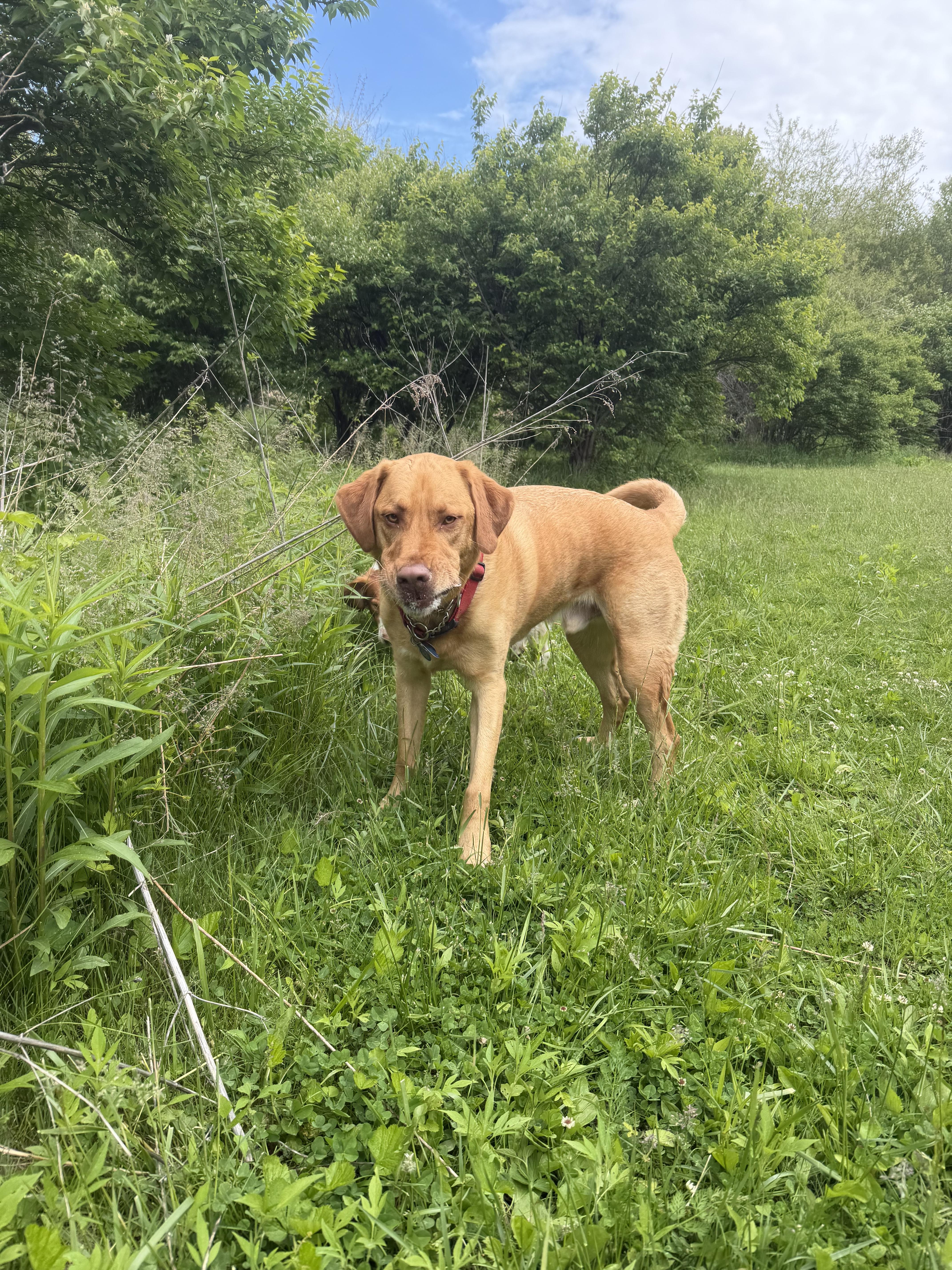 Elliott, a ADOPTABLE Chocolate Labrador Retriever in South Charleston, OH image 1/3