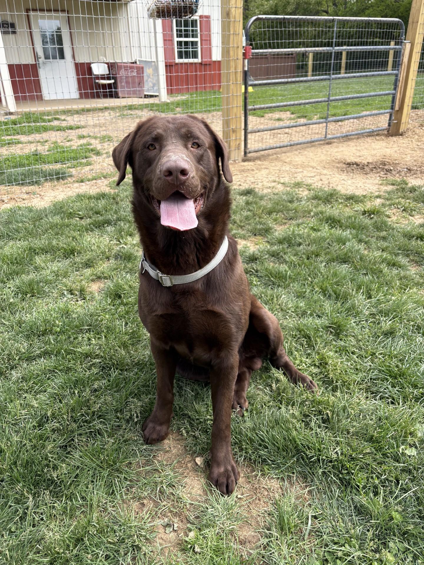 Enlarge Elliott, an adopted Chocolate Labrador Retriever in South Charleston, OH image 2/2