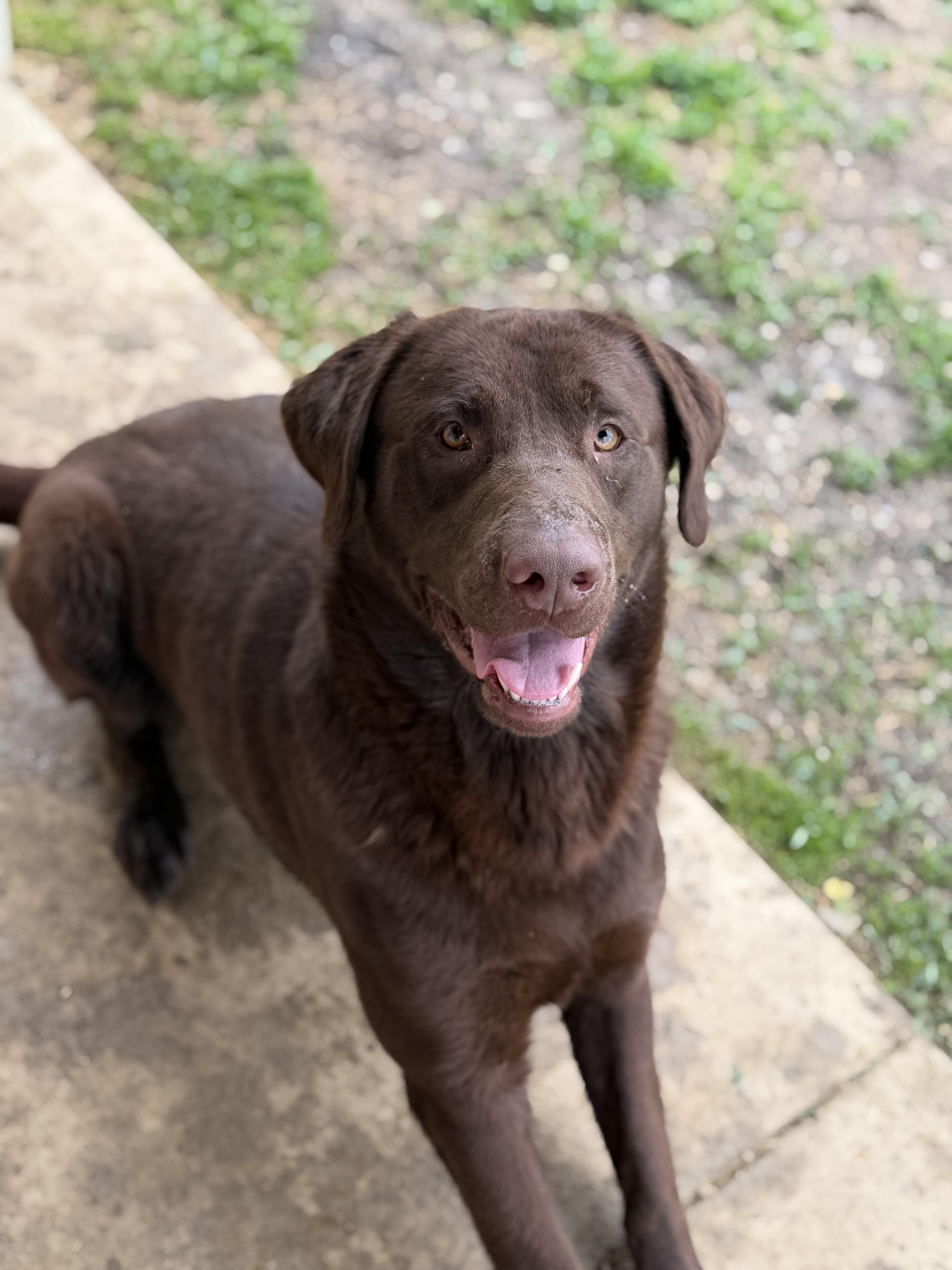Elliott, a ADOPTABLE Chocolate Labrador Retriever in South Charleston, OH image 3/3