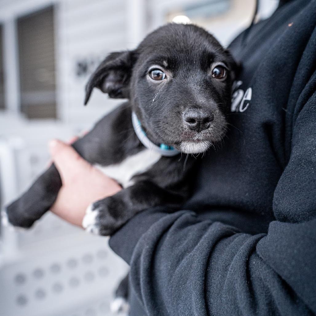 Blueberry, Adoptable, Puppy Male Collie & Mixed Breed.