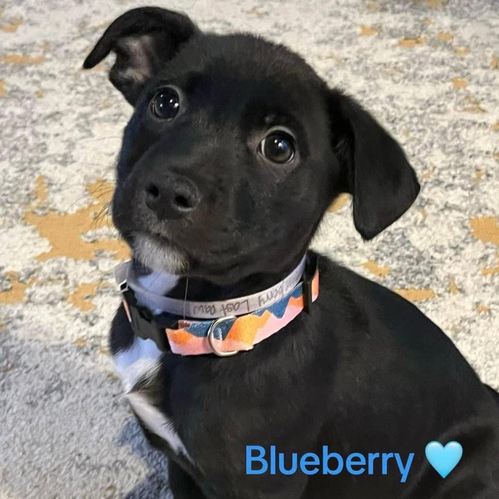 Enlarge Blueberry, a Adoptable mixed breed in Tomah, WI image 2/4