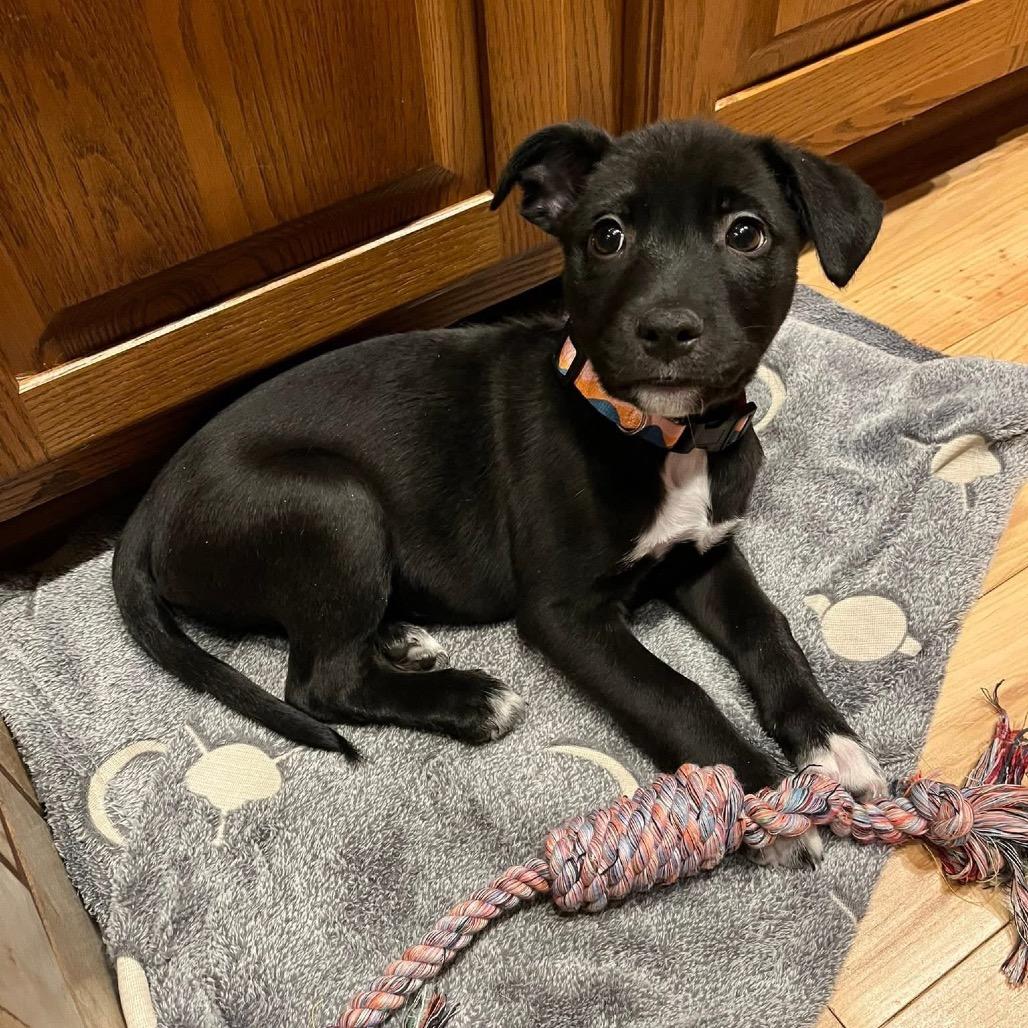 Enlarge Blueberry, a Adoptable mixed breed in Tomah, WI image 3/4