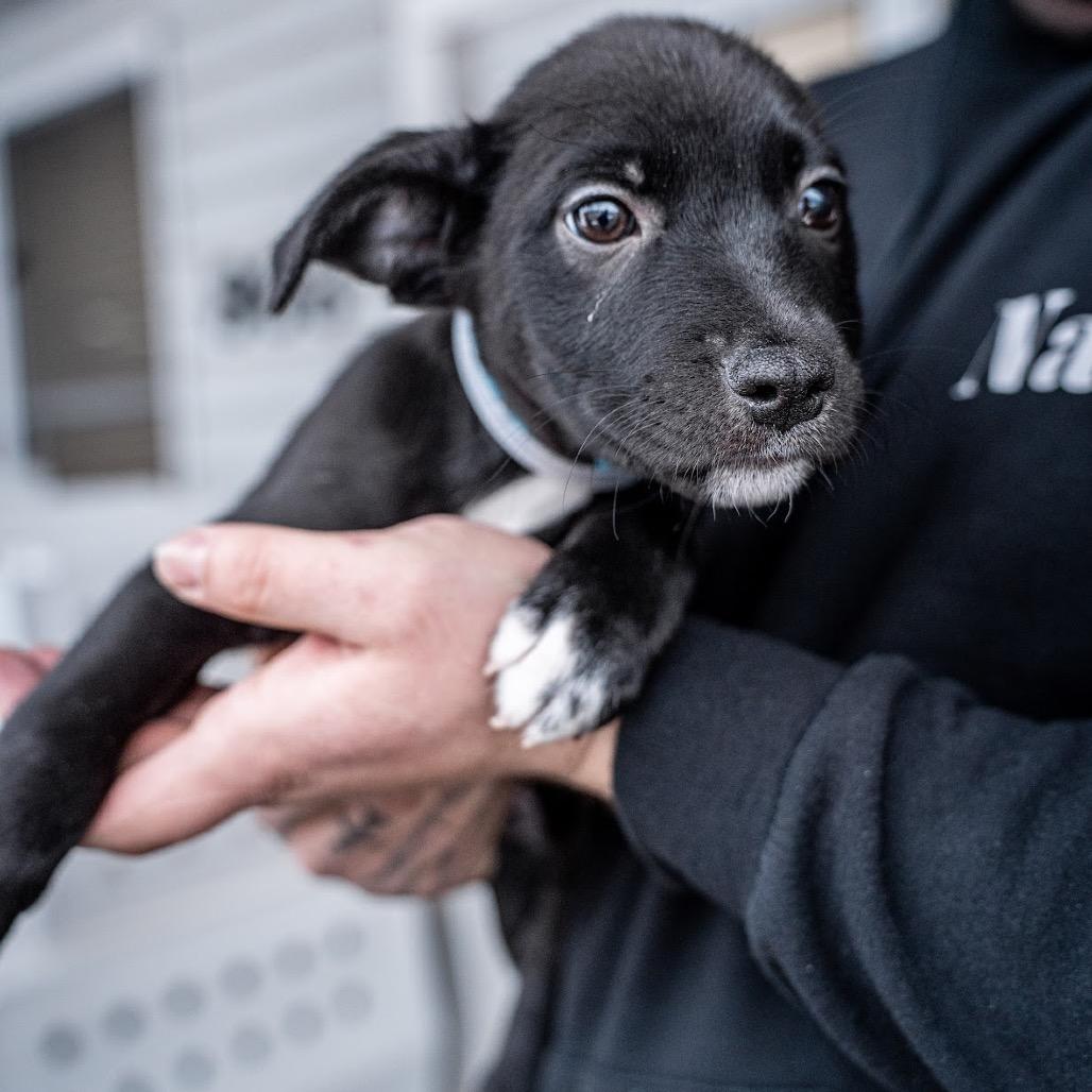 Enlarge Blueberry, a Adoptable mixed breed in Tomah, WI image 4/4