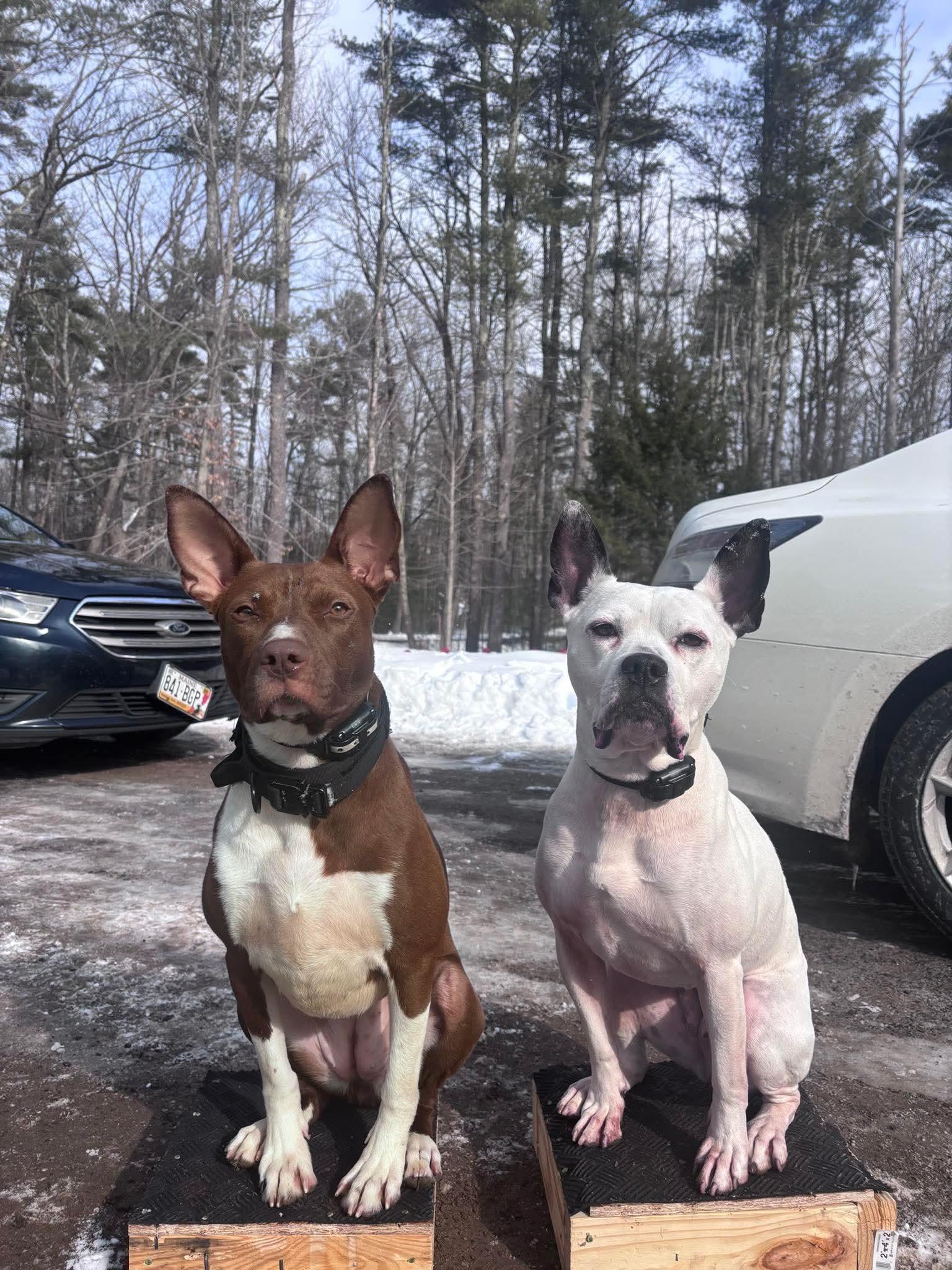 Enlarge Betty (FEE SPONSORED), a Adoptable mixed breed in Portland, ME image 5/6