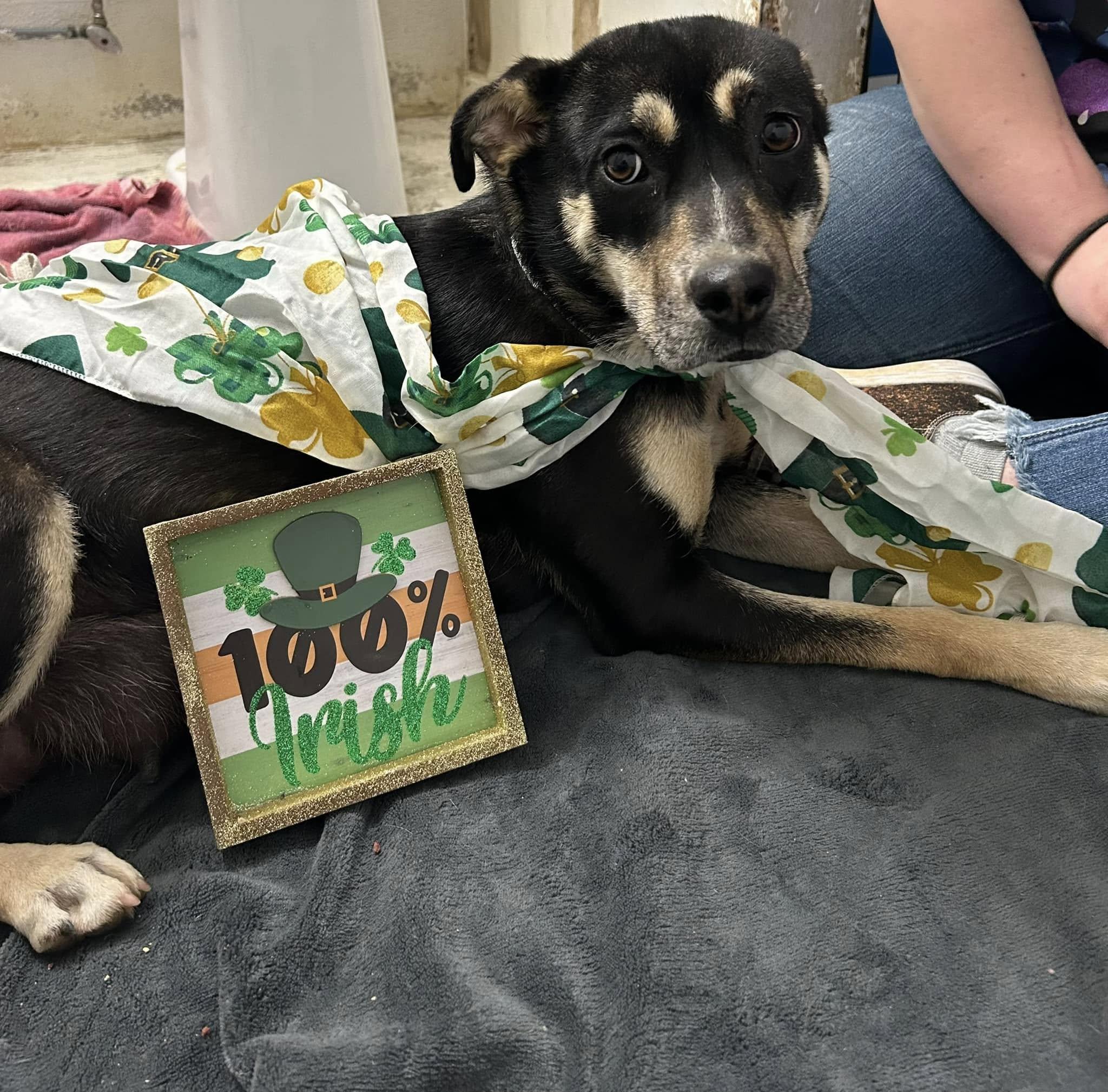 Lily, a Adoptable mixed breed in Bryson City, NC image 6/6