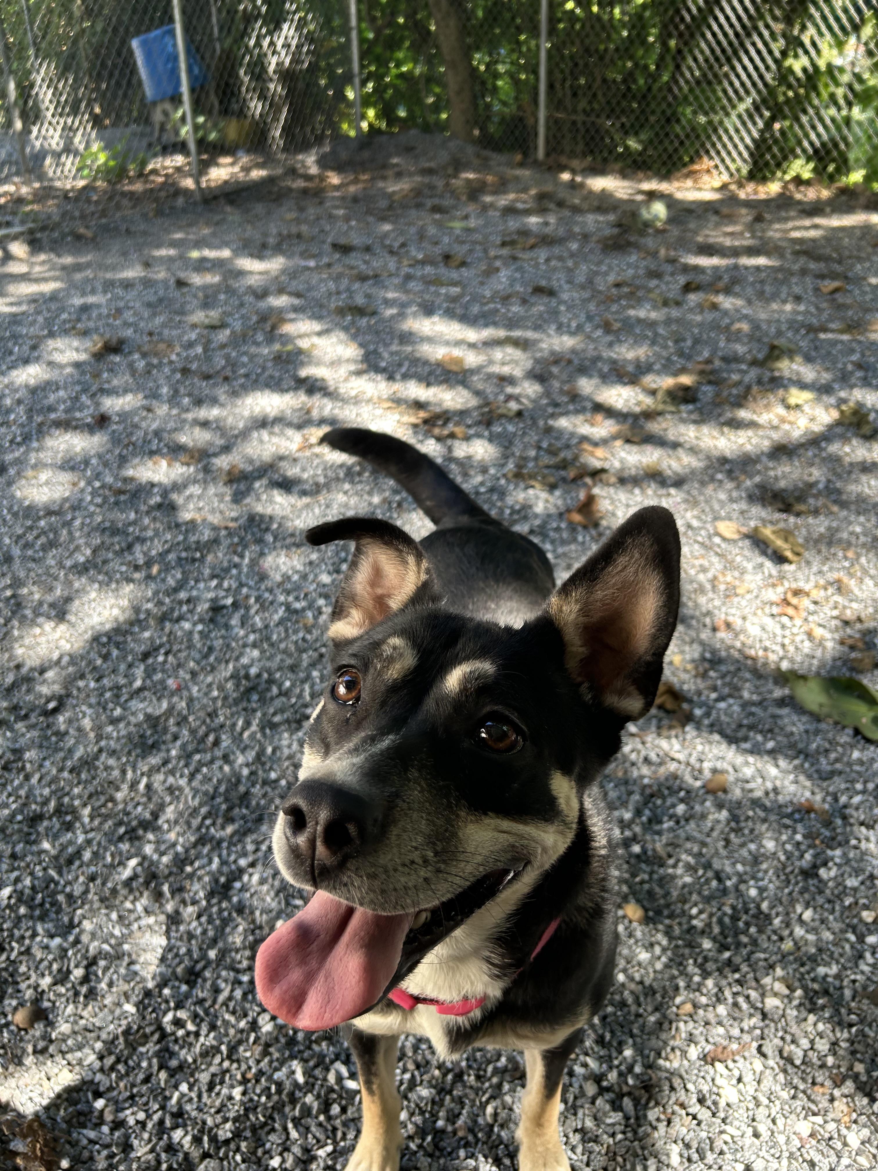Lily, a Adoptable mixed breed in Bryson City, NC image 2/6