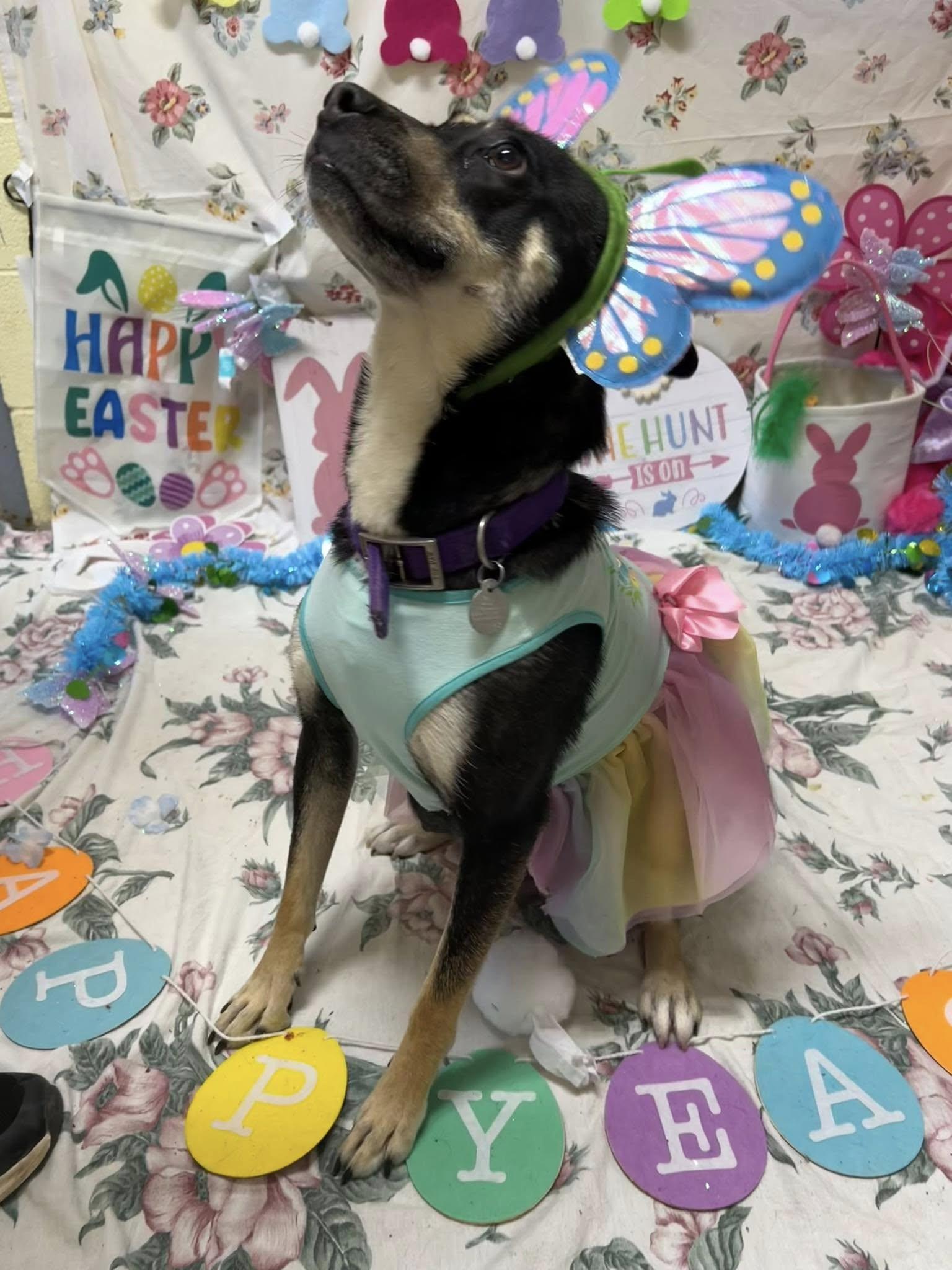 Lily, a Adoptable mixed breed in Bryson City, NC image 5/6