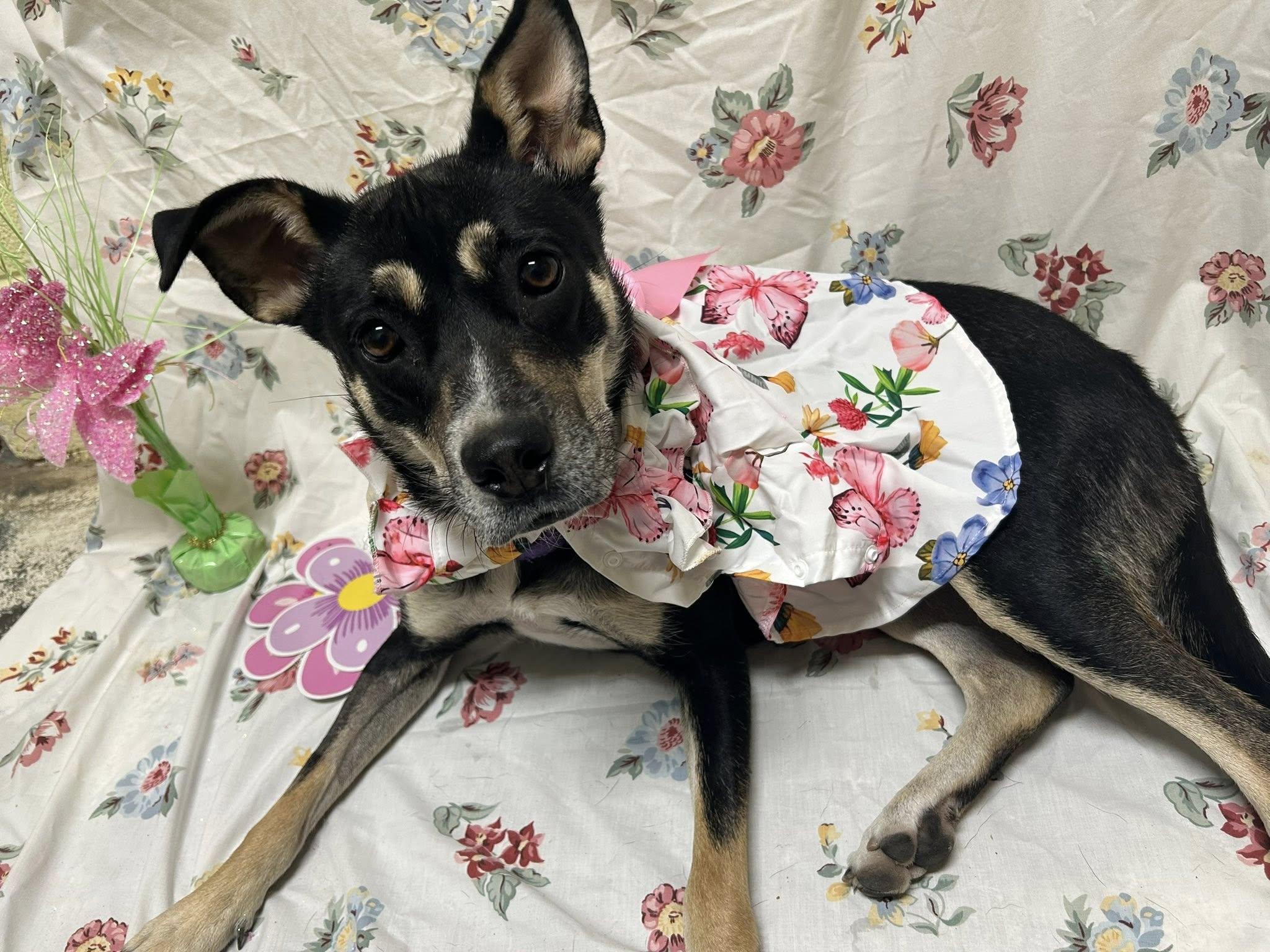 Lily, a Adoptable mixed breed in Bryson City, NC image 3/6