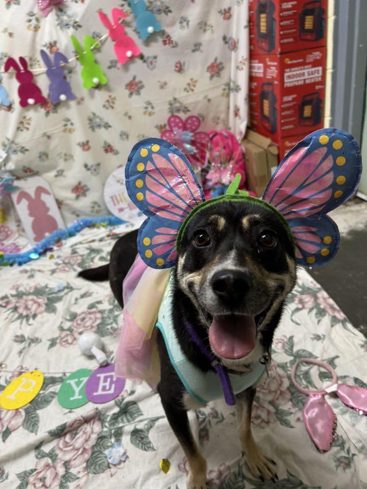 Lily, a Adoptable mixed breed in Bryson City, NC image 4/6