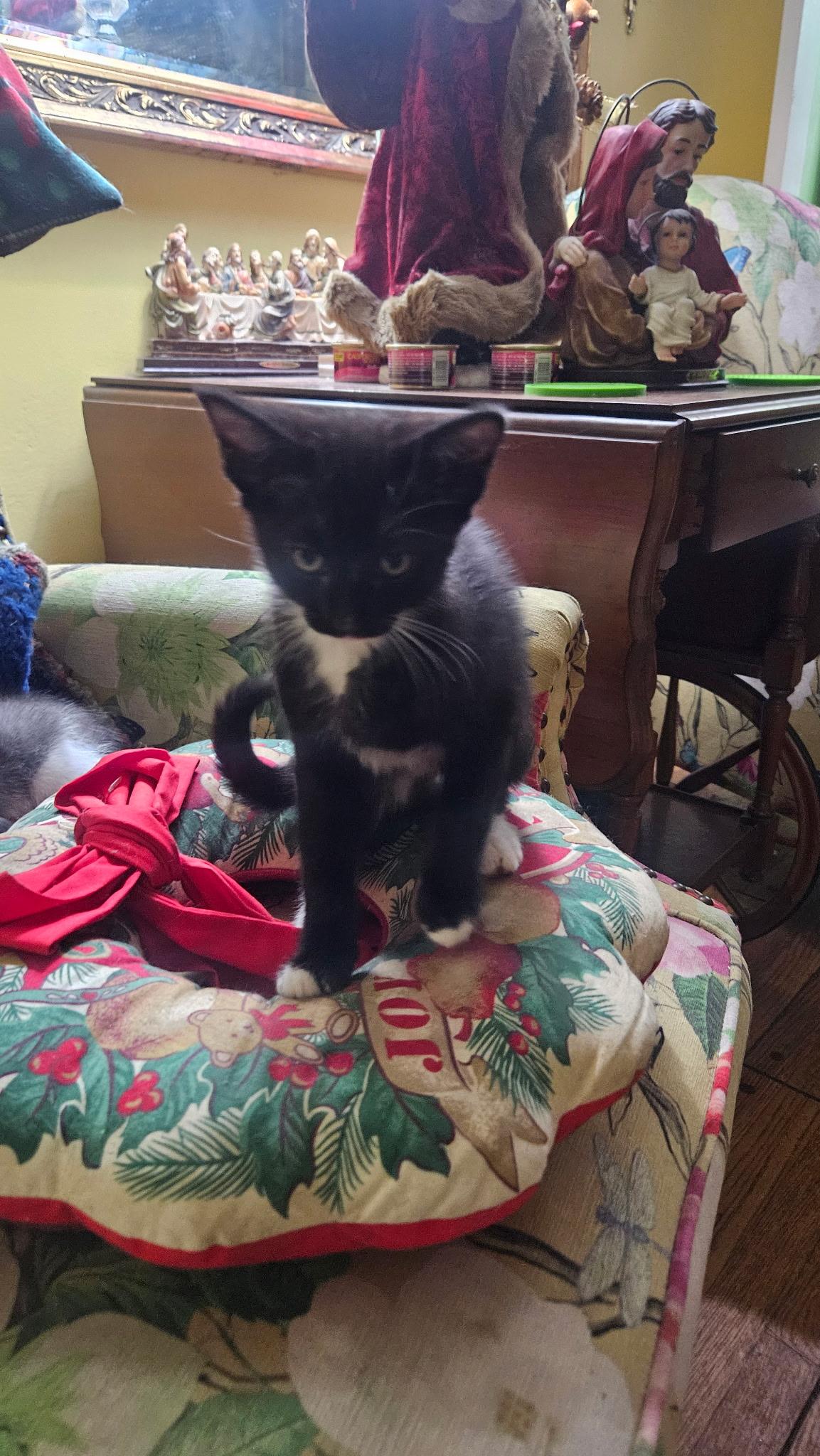 Frost, ADOPTABLE, Kitten Male Domestic Short Hair.